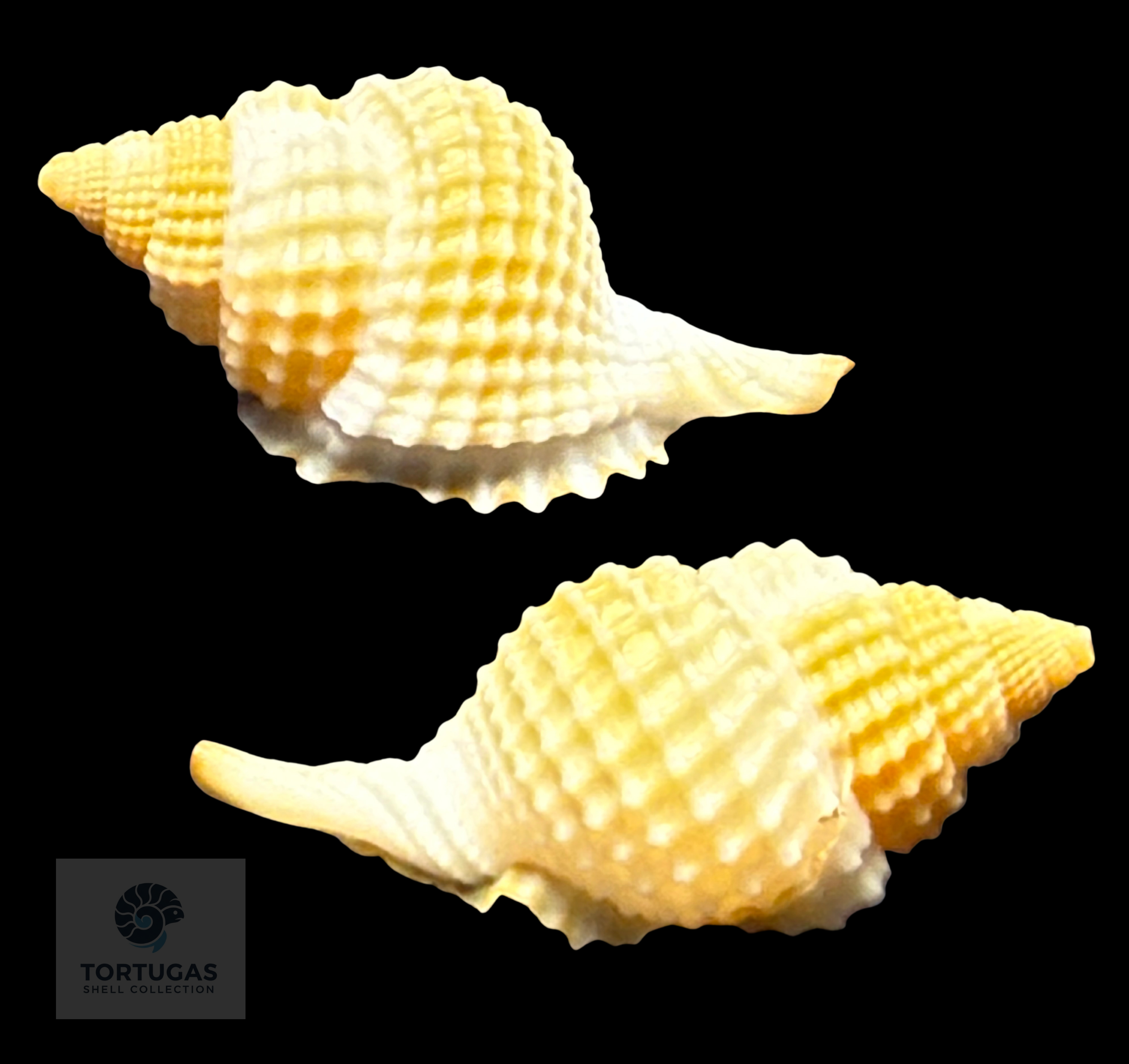 Distorsio clathrata (Lamarck, 1816) – 34.5 mm – Dry Tortugas – TSC