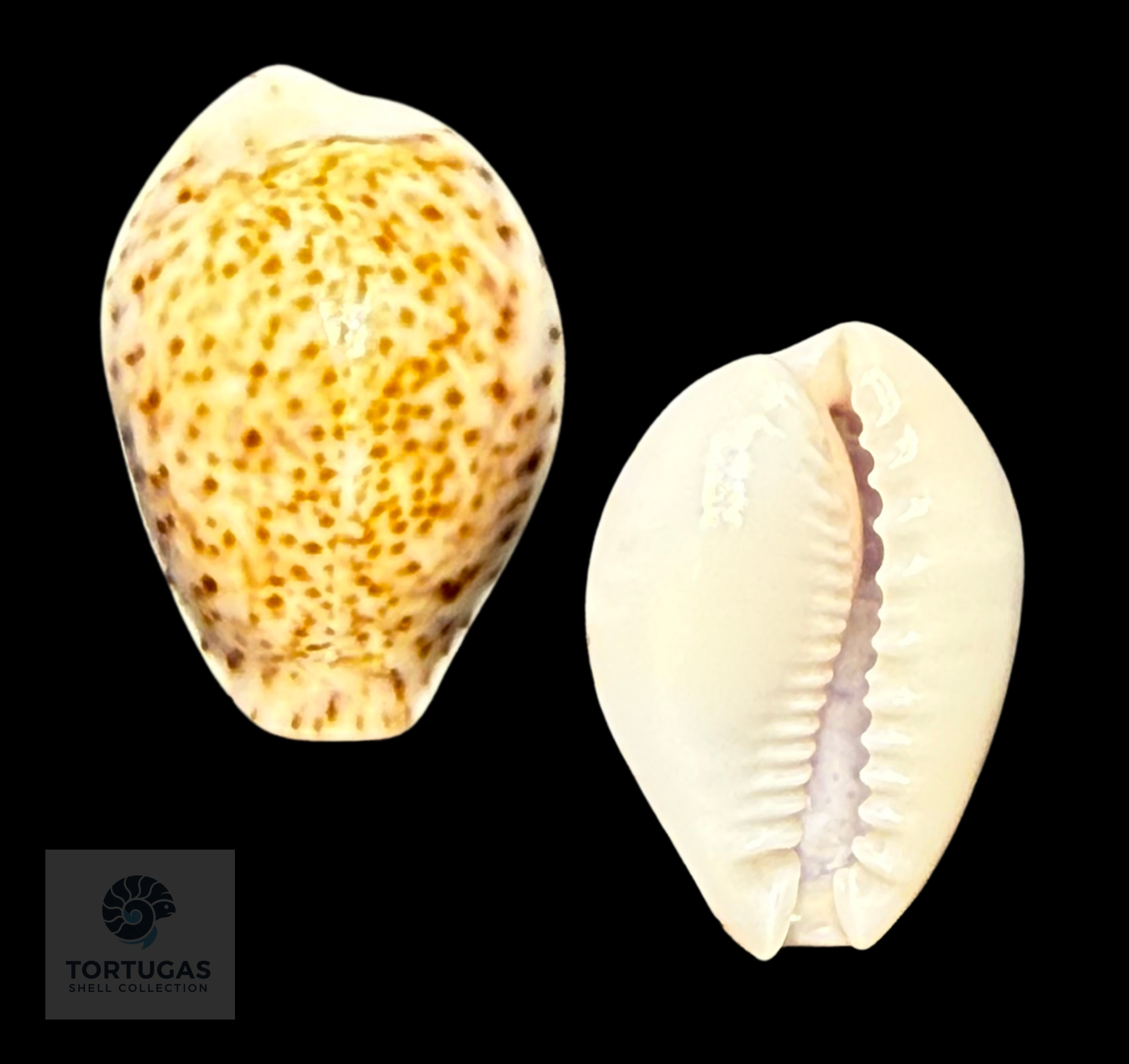 Naria turdus – Thrush Cowrie – 26.3 mm