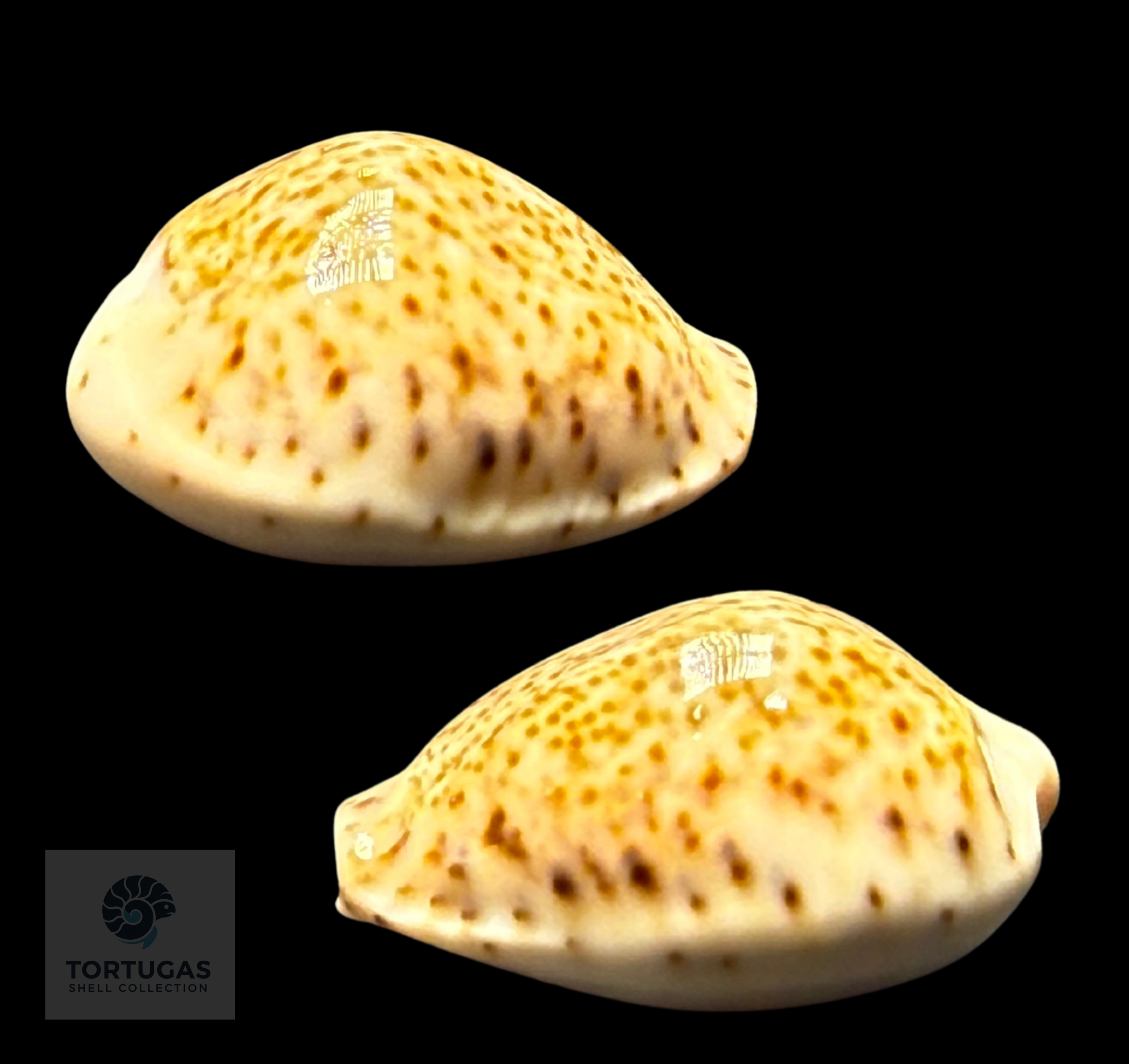 Naria turdus – Thrush Cowrie – 26.3 mm