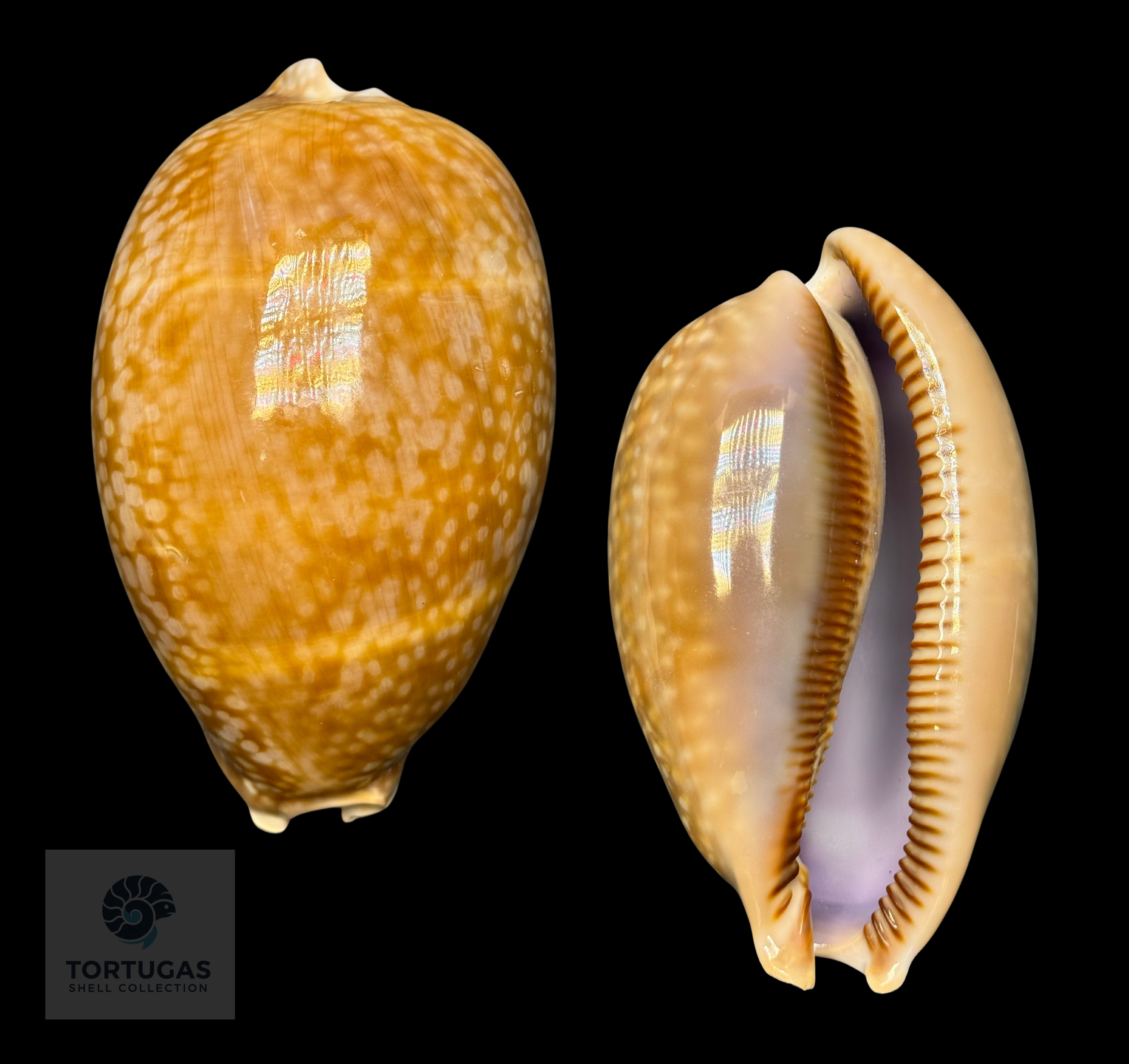 Macrocypraea cervus – Deer Cowrie – 115.8 mm