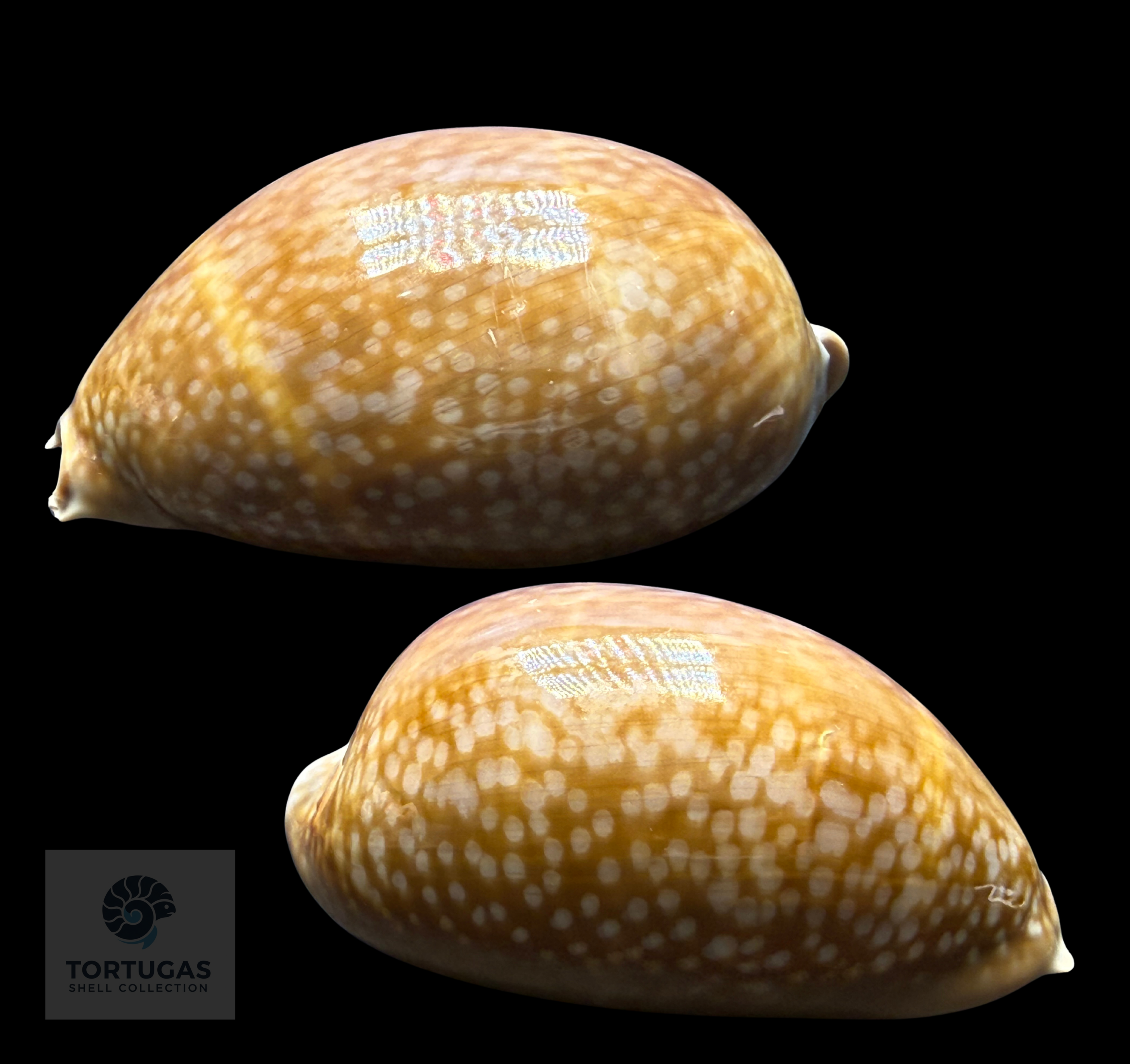 Macrocypraea cervus – Deer Cowrie – 115.8 mm