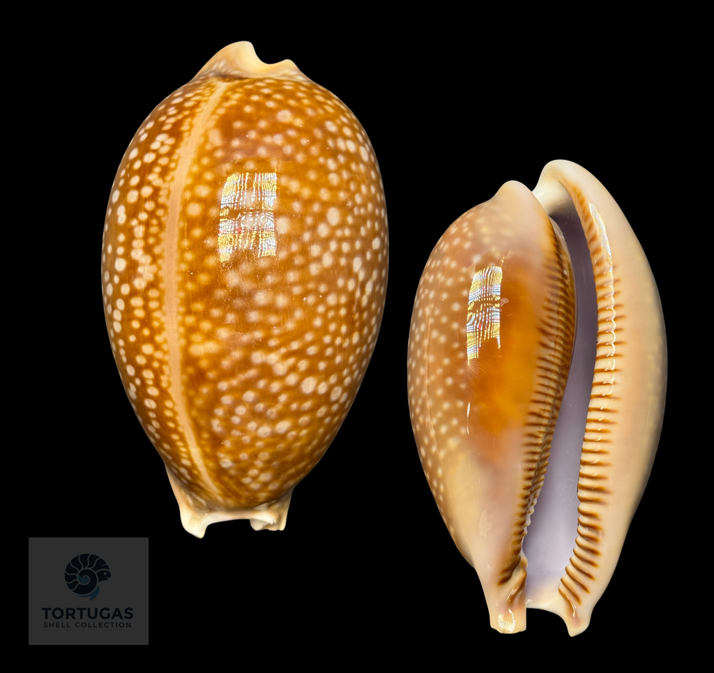 Macrocypraea cervus – Deer Cowrie – 122.9 mm