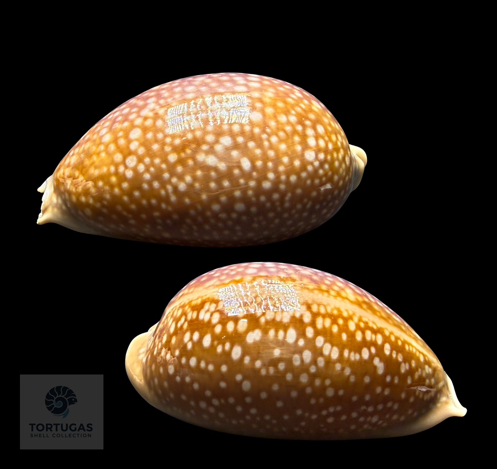 Macrocypraea cervus – Deer Cowrie – 122.9 mm