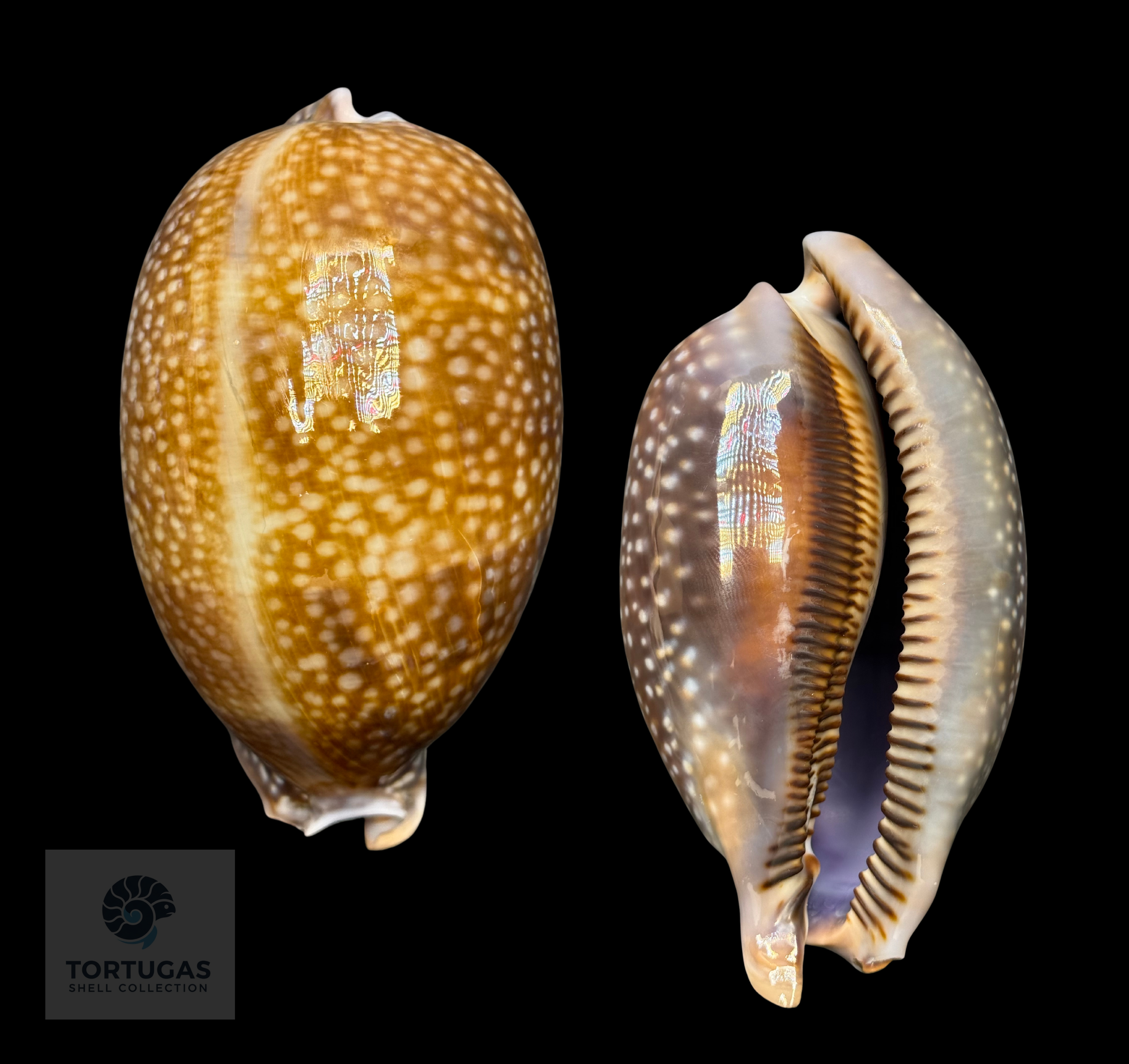 Macrocypraea cervus – Deer Cowrie – 116.0 mm