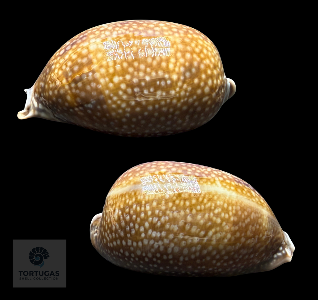 Macrocypraea cervus – Deer Cowrie – 116.0 mm