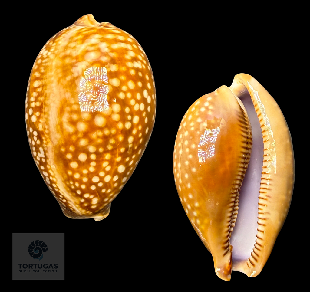 Macrocypraea cervus – Deer Cowrie – 93.7 mm