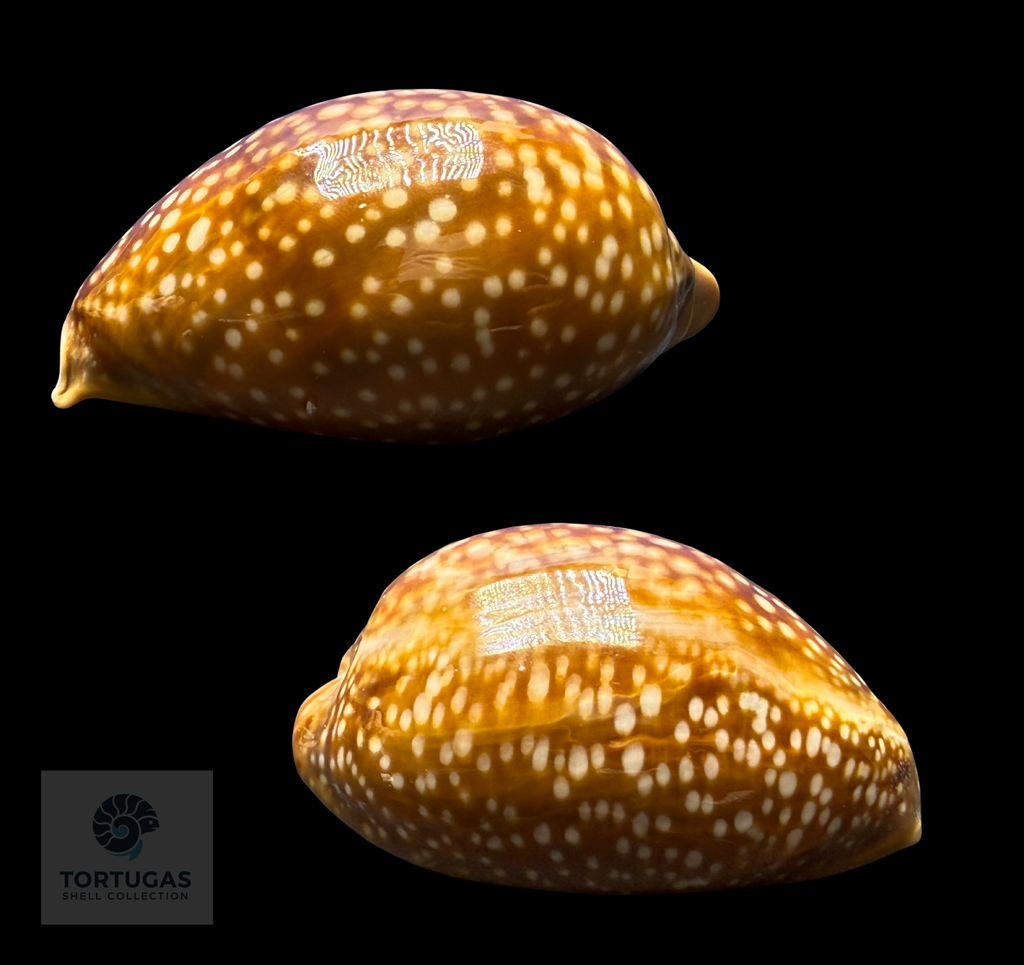 Macrocypraea cervus – Deer Cowrie – 93.7 mm
