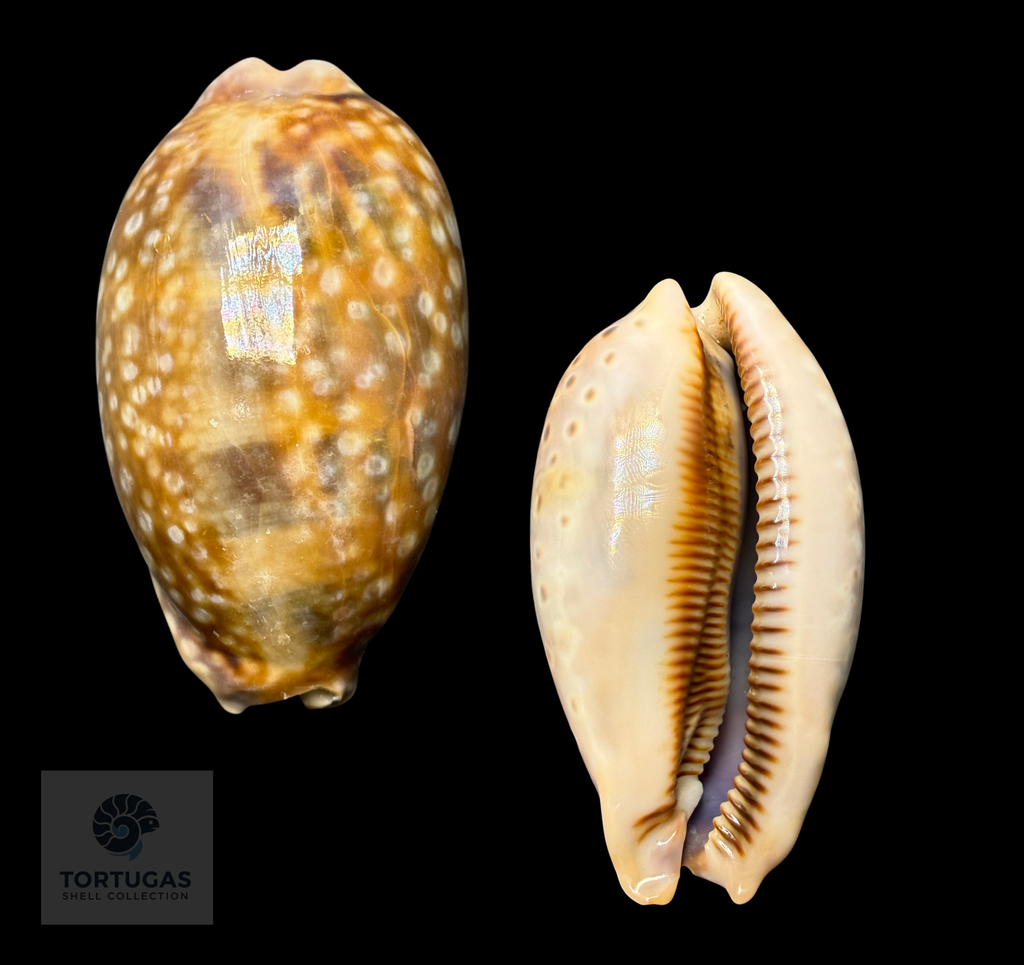 Macrocypraea zebra – Zebra Cowrie – 83.9 mm