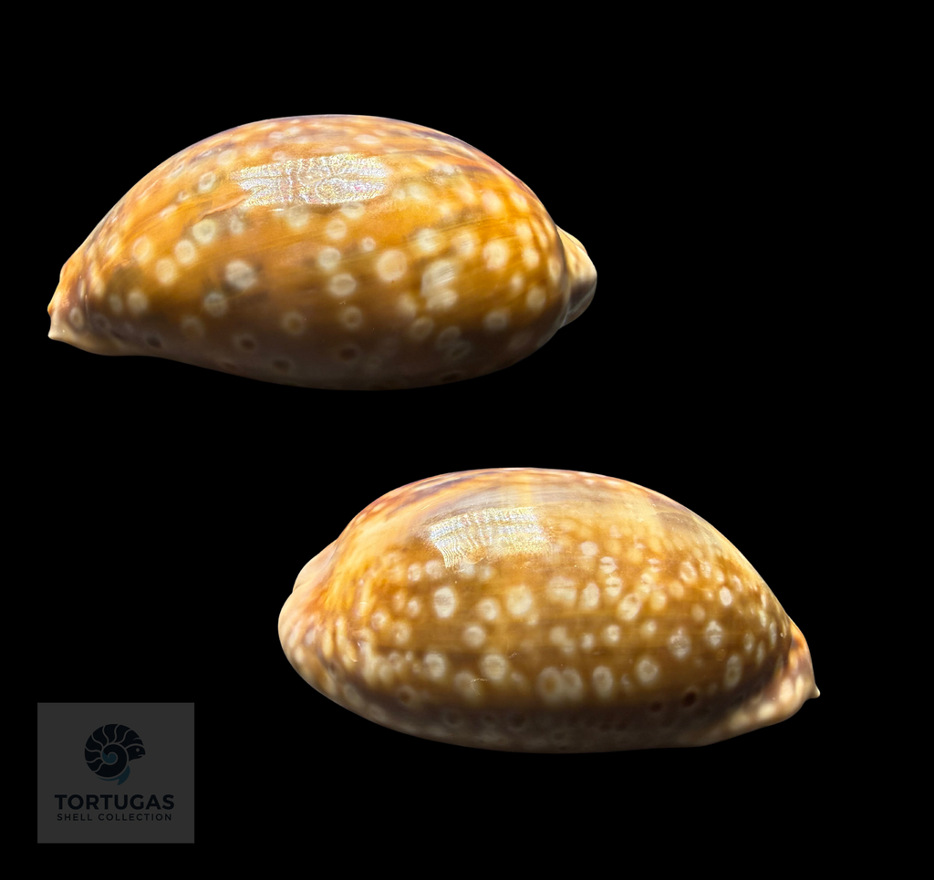 Macrocypraea zebra – Zebra Cowrie – 83.9 mm