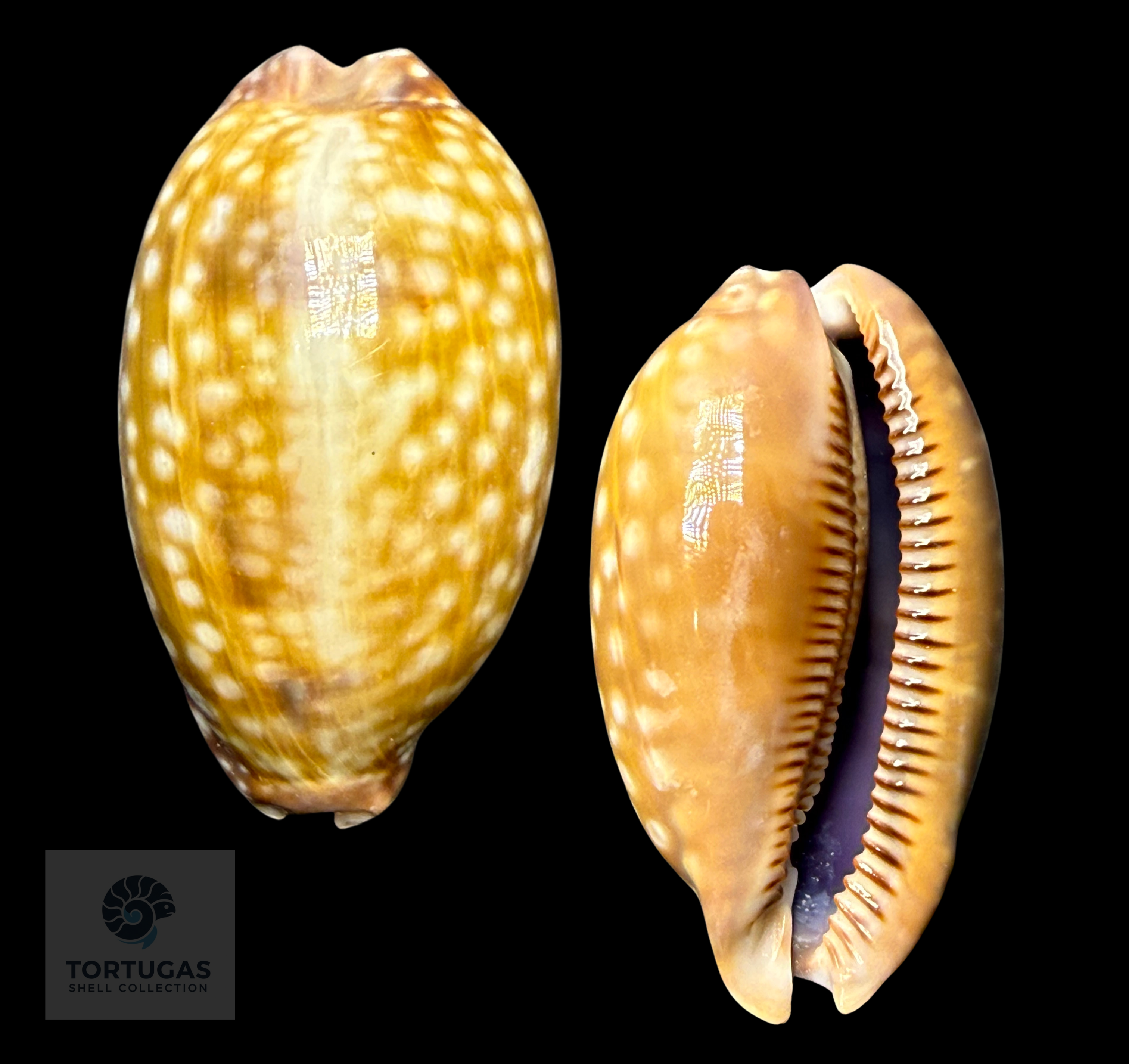 Macrocypraea zebra – Zebra Cowrie – 65.2 mm