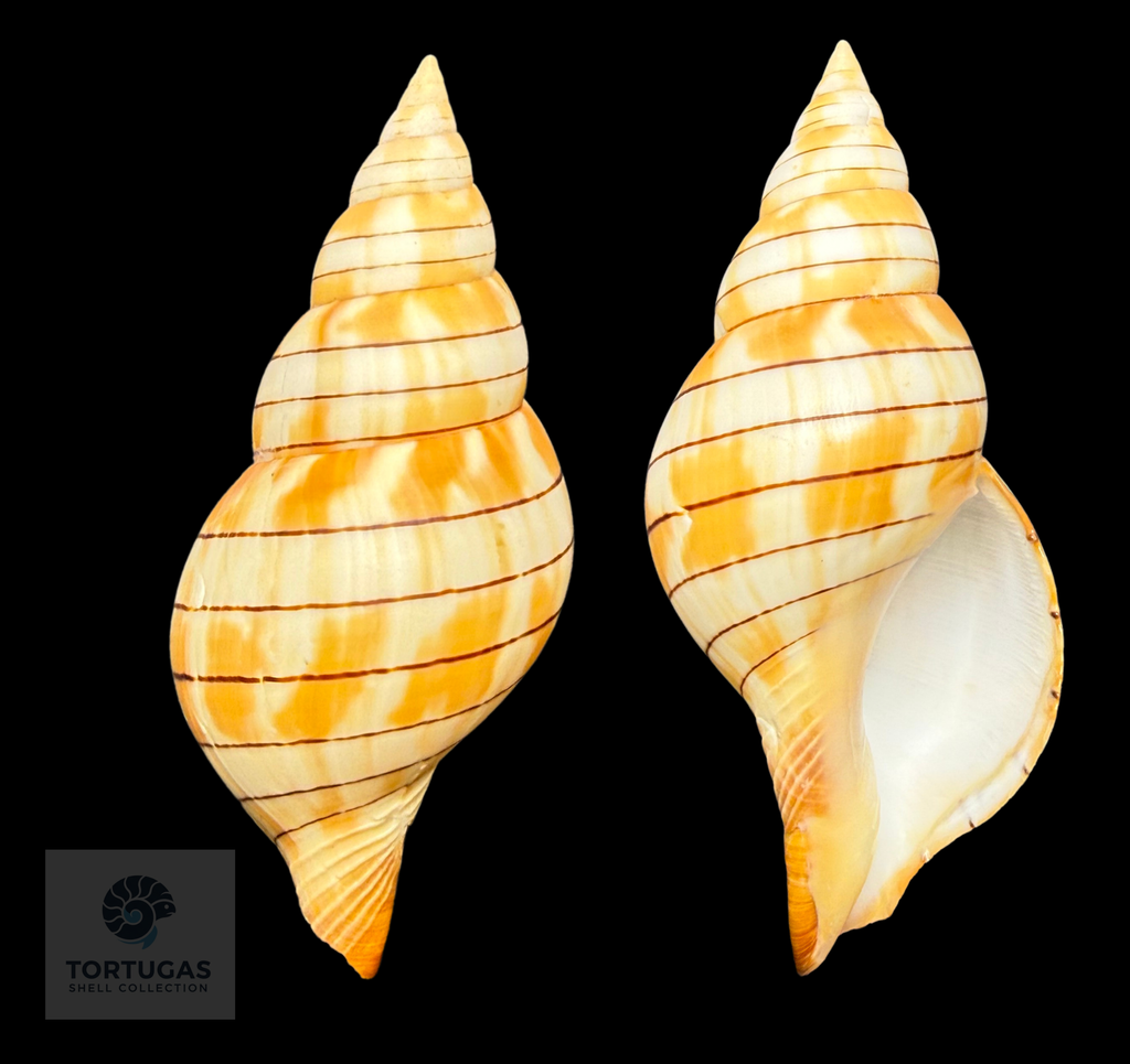 Cinctura tortugana – 104.5 mm (4.11”)