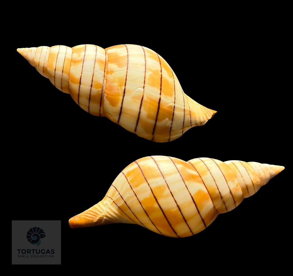 Cinctura tortugana – 104.5 mm (4.11”)