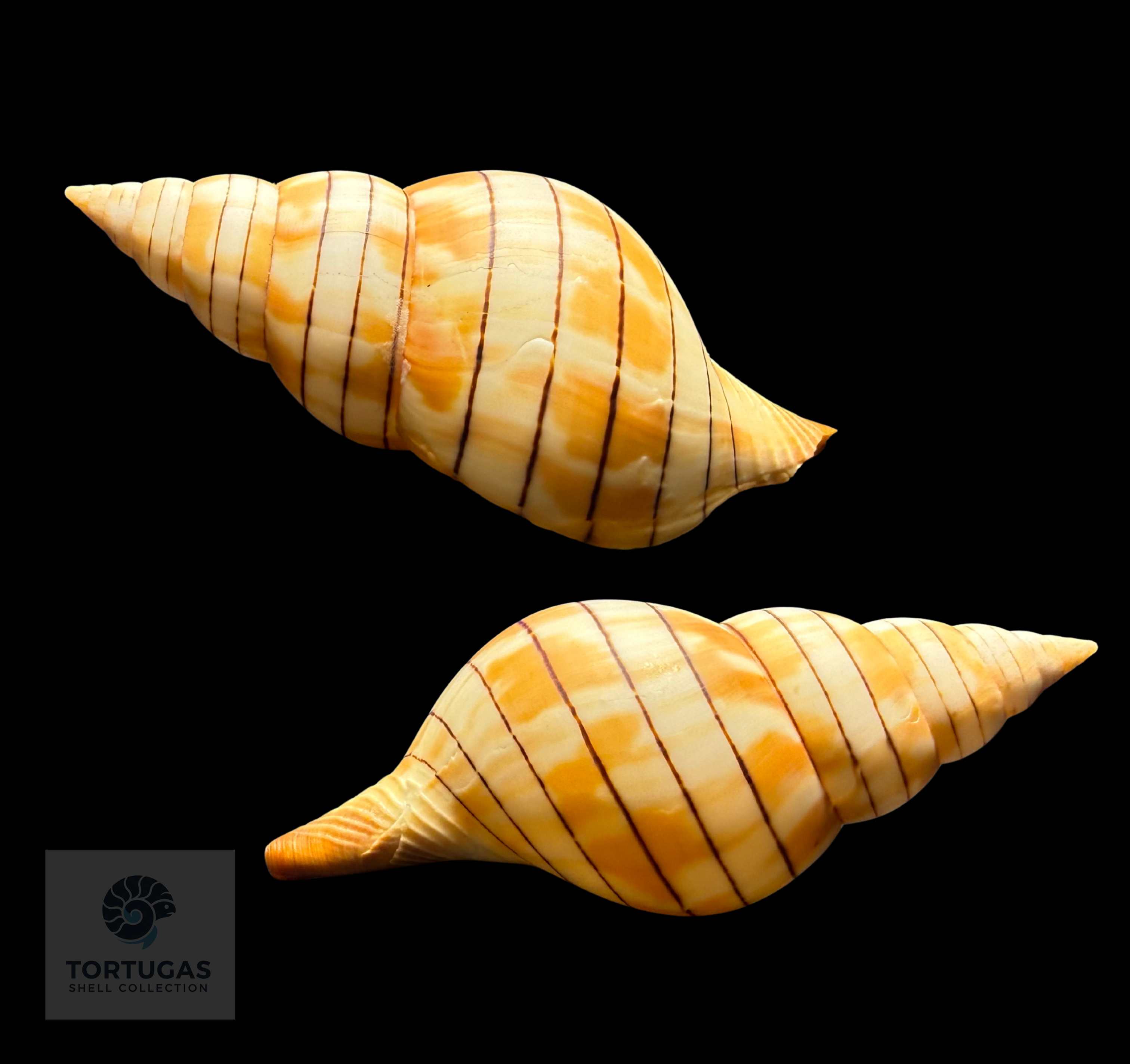 Cinctura tortugana – 104.5 mm (4.11”)