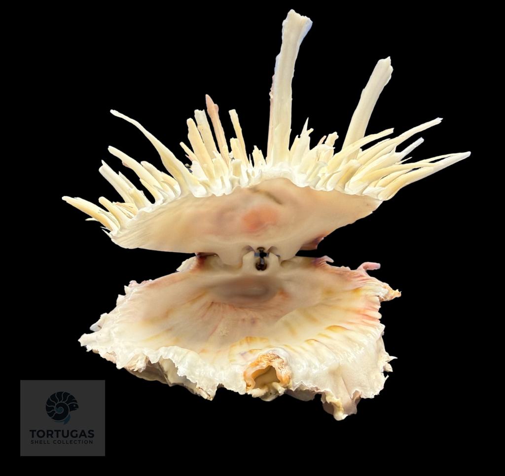 Spondylus americanus – 109.3 mm – Thorny Oyster – TSC #0822SPO-TSC