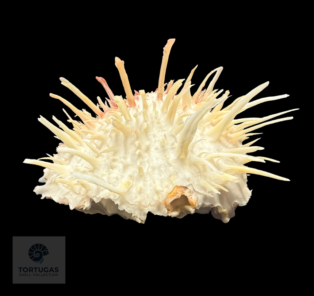 Spondylus americanus – 109.3 mm – Thorny Oyster – TSC #0822SPO-TSC