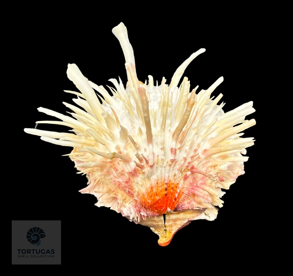 Spondylus americanus – 109.3 mm – Thorny Oyster – TSC #0822SPO-TSC