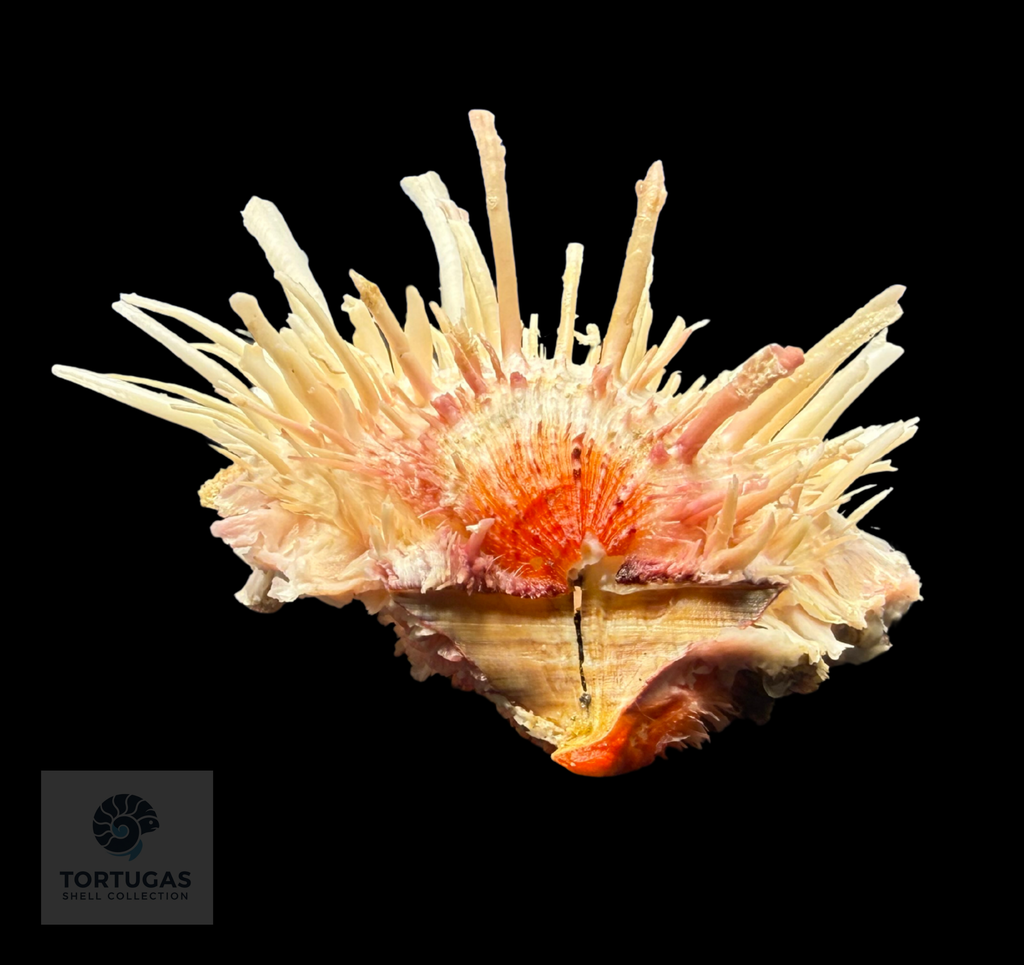Spondylus americanus – 109.3 mm – Thorny Oyster – TSC #0822SPO-TSC