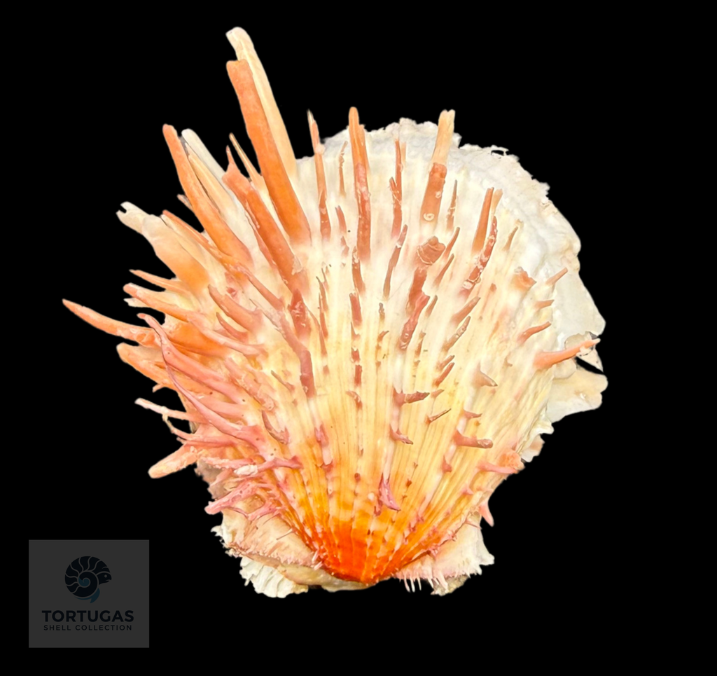 Spondylus americanus – 82.0 mm – Panama City Beach, FL