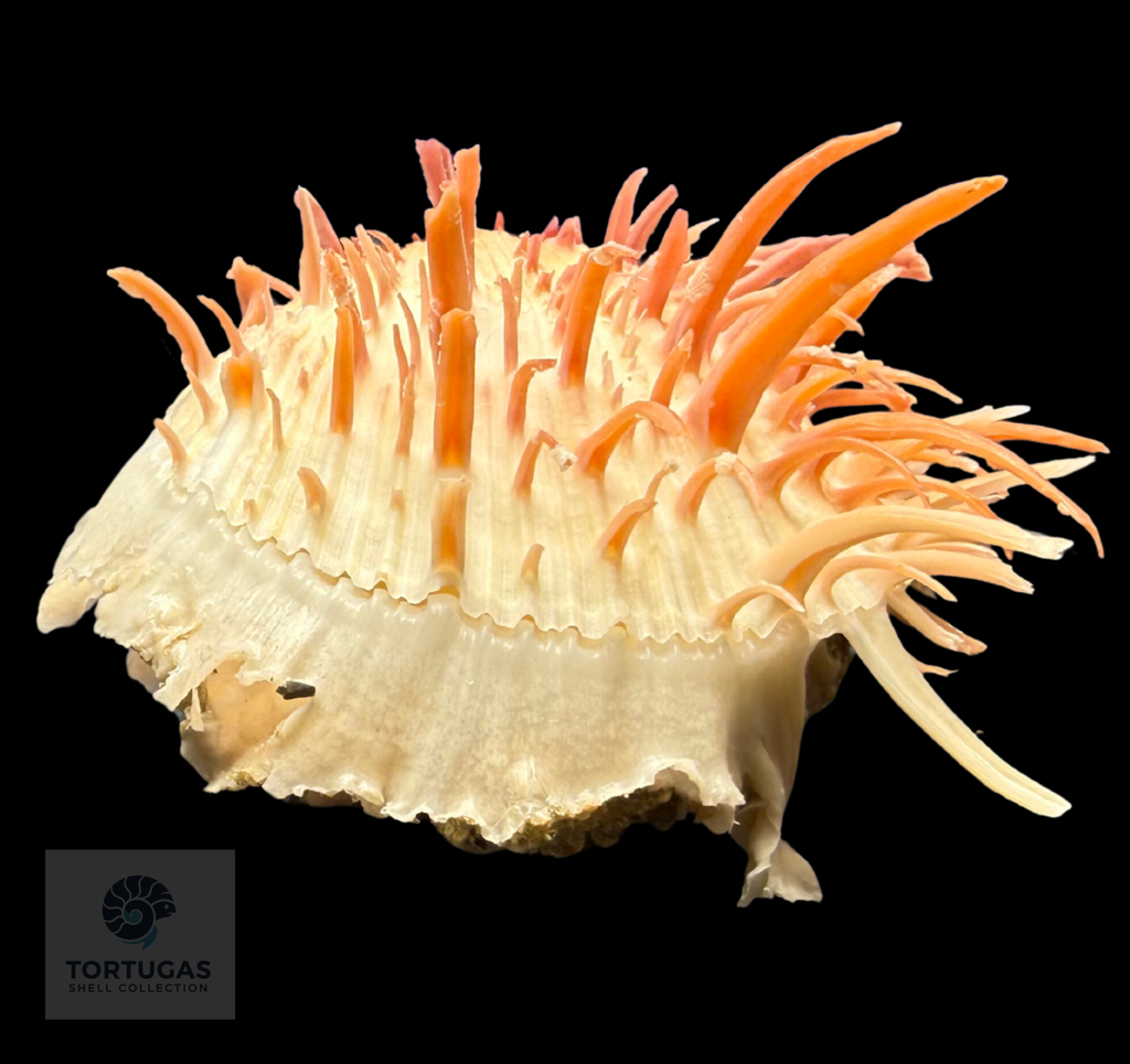 Spondylus americanus – 82.0 mm – Panama City Beach, FL