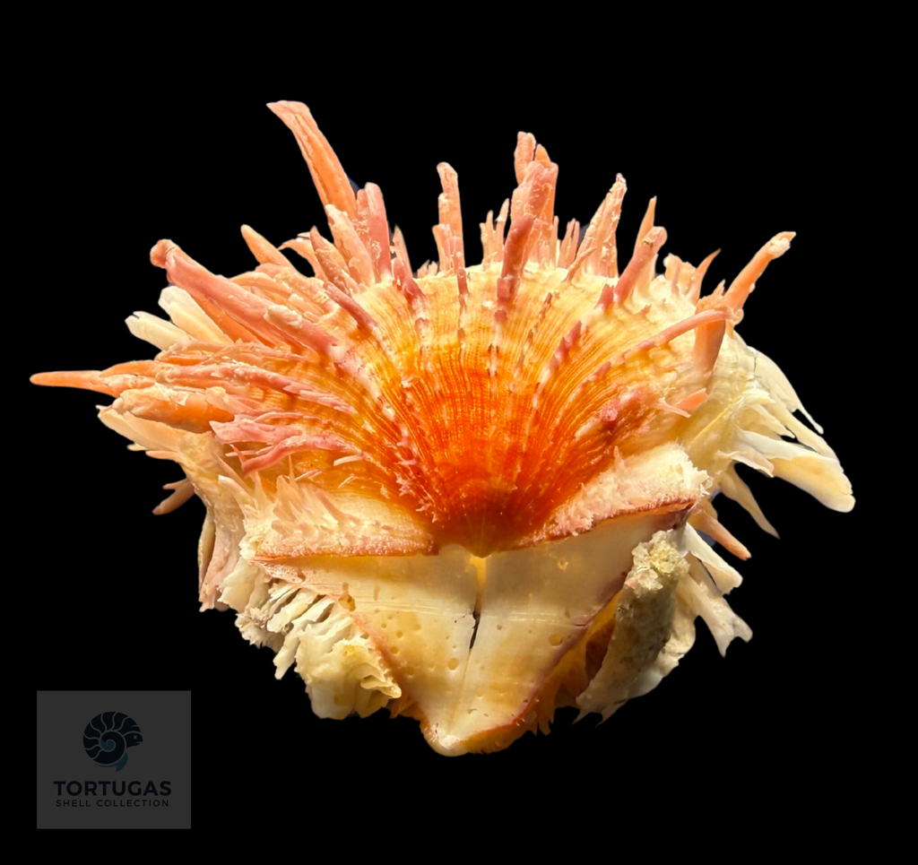 Spondylus americanus – 82.0 mm – Panama City Beach, FL