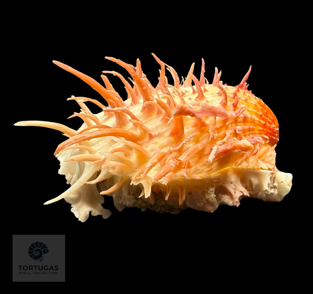 Spondylus americanus – 82.0 mm – Panama City Beach, FL
