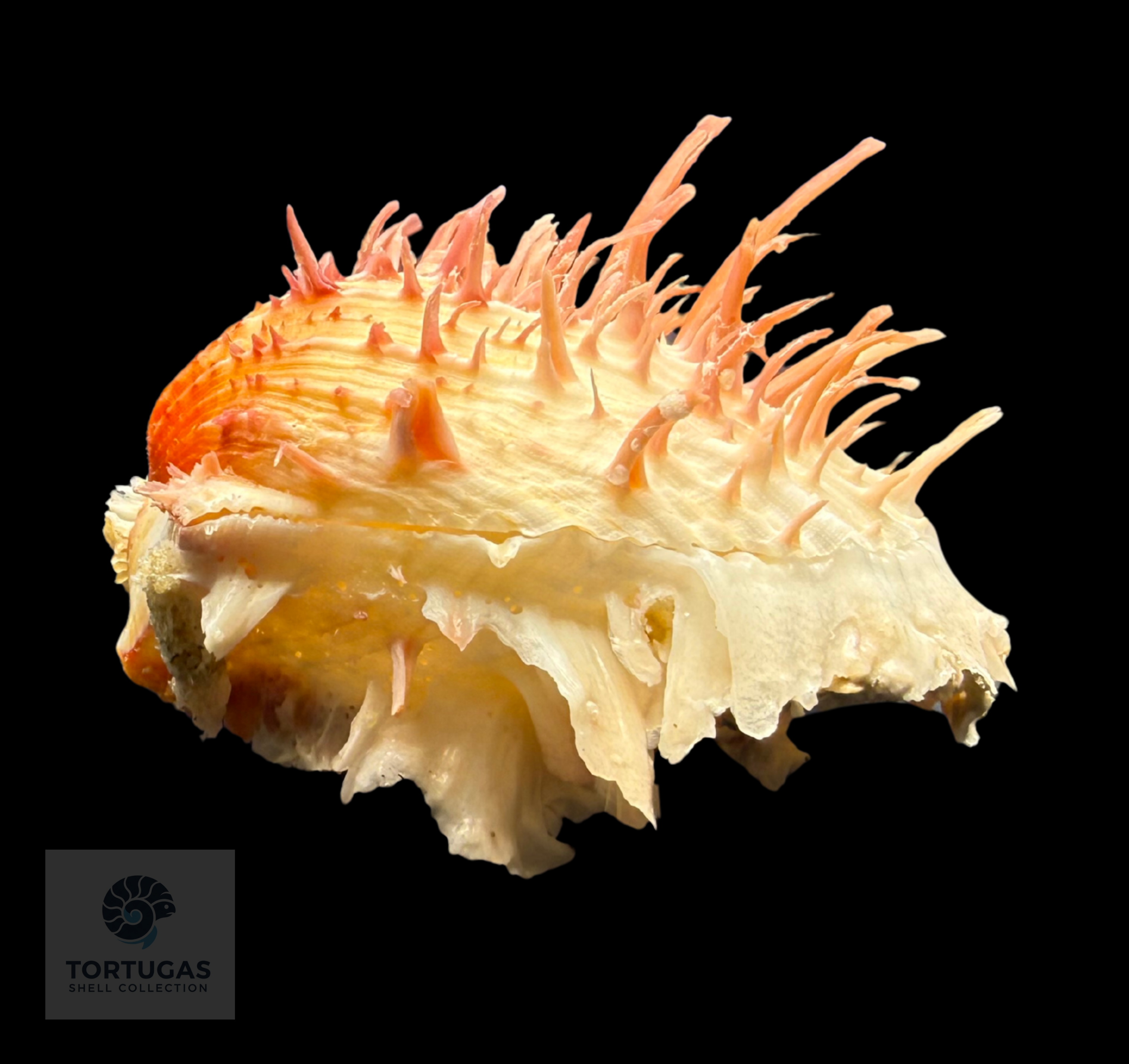 Spondylus americanus – 82.0 mm – Panama City Beach, FL