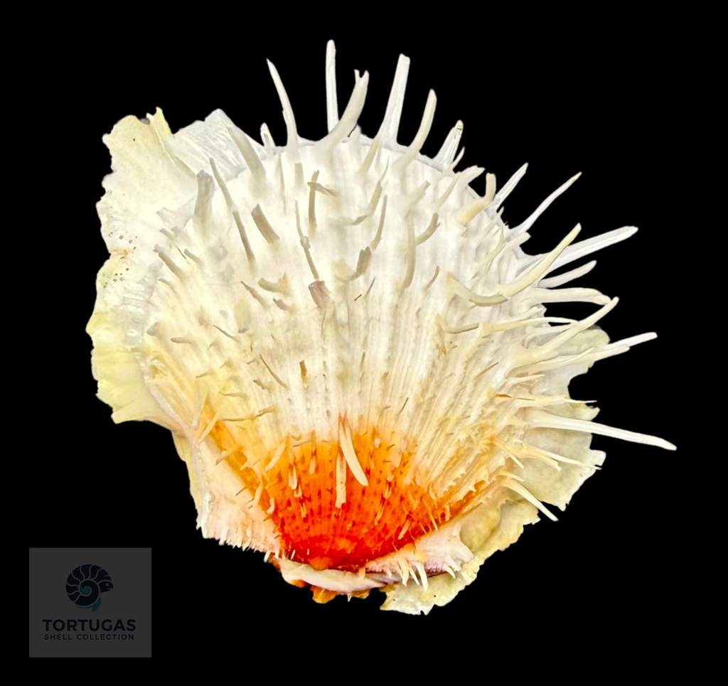 Spondylus americanus – 79.8 mm – Panama City Beach, FL