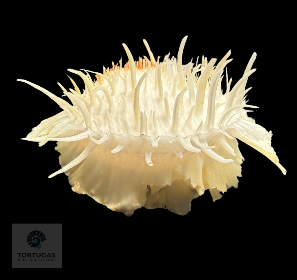 Spondylus americanus – 79.8 mm – Panama City Beach, FL
