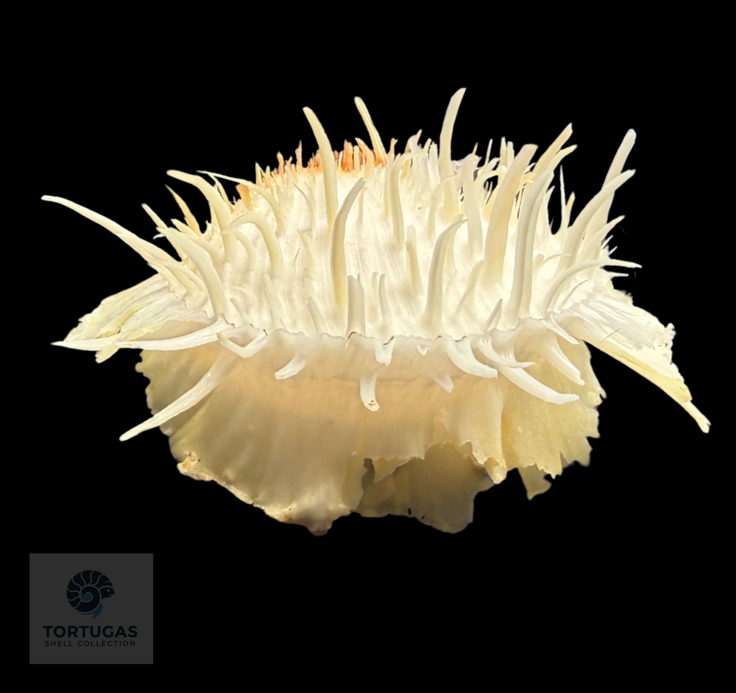 Spondylus americanus – 79.8 mm – Panama City Beach, FL