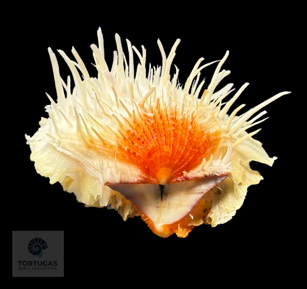 Spondylus americanus – 79.8 mm – Panama City Beach, FL