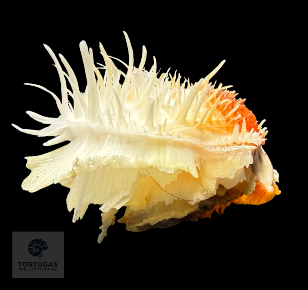Spondylus americanus – 79.8 mm – Panama City Beach, FL