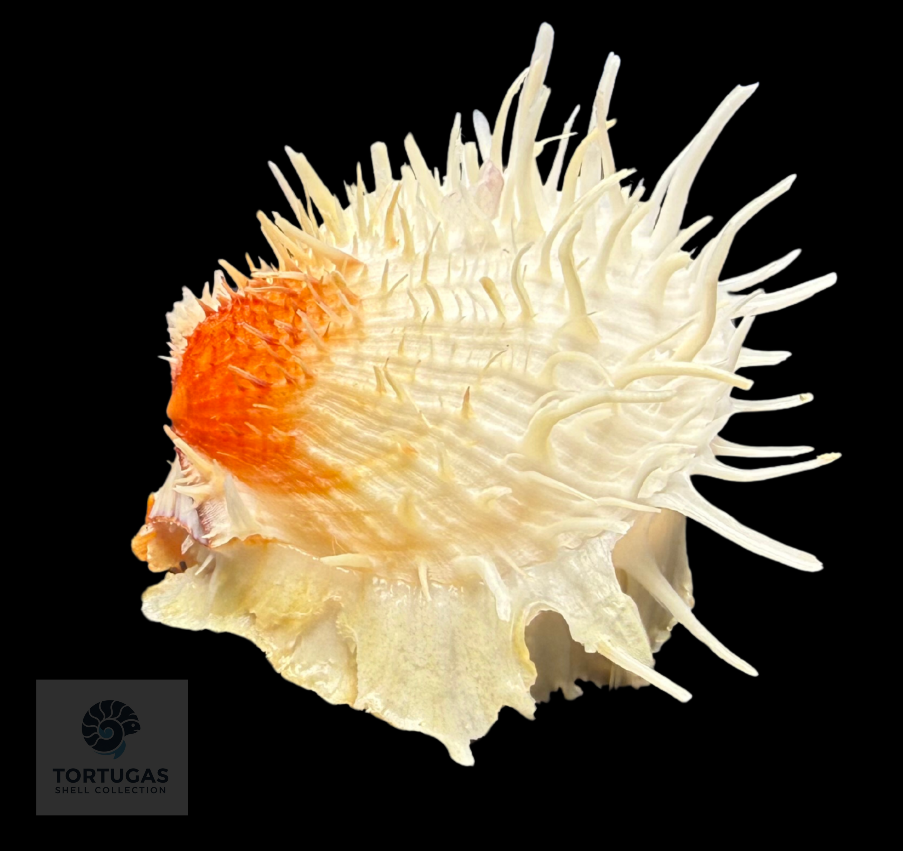 Spondylus americanus – 79.8 mm – Panama City Beach, FL