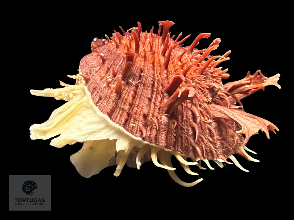 Spondylus tenuis – 81.2 mm – Panama City Beach, FL