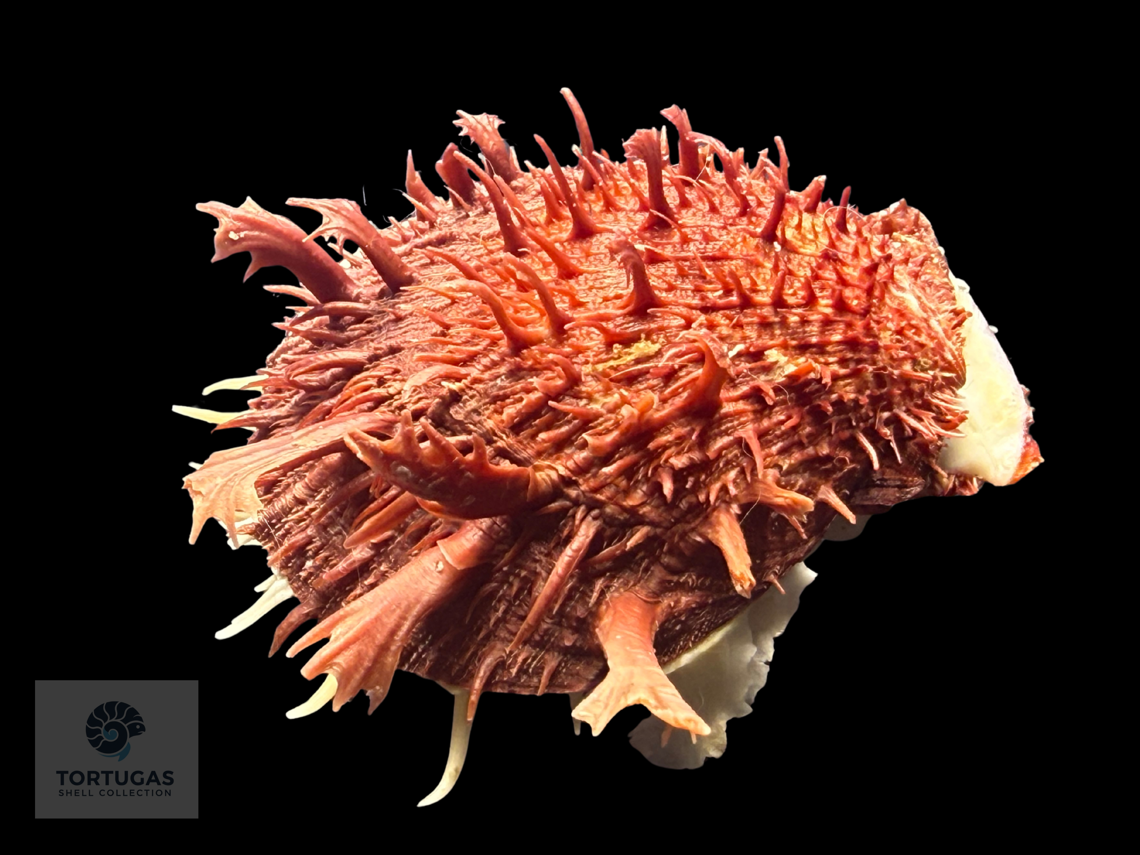 Spondylus tenuis – 81.2 mm – Panama City Beach, FL