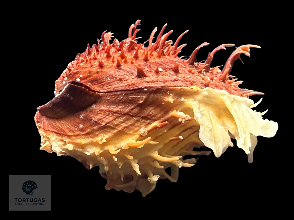 Spondylus tenuis – 81.2 mm – Panama City Beach, FL