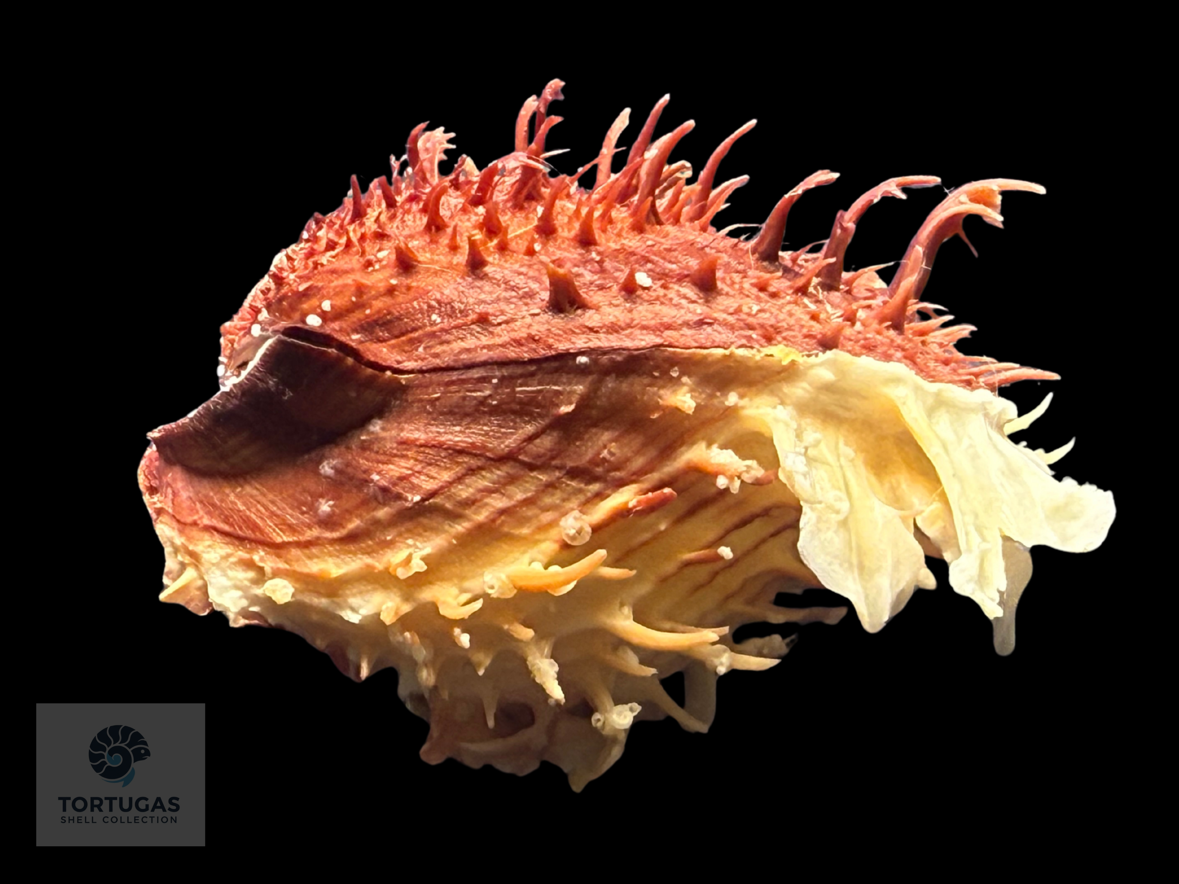 Spondylus tenuis – 81.2 mm – Panama City Beach, FL