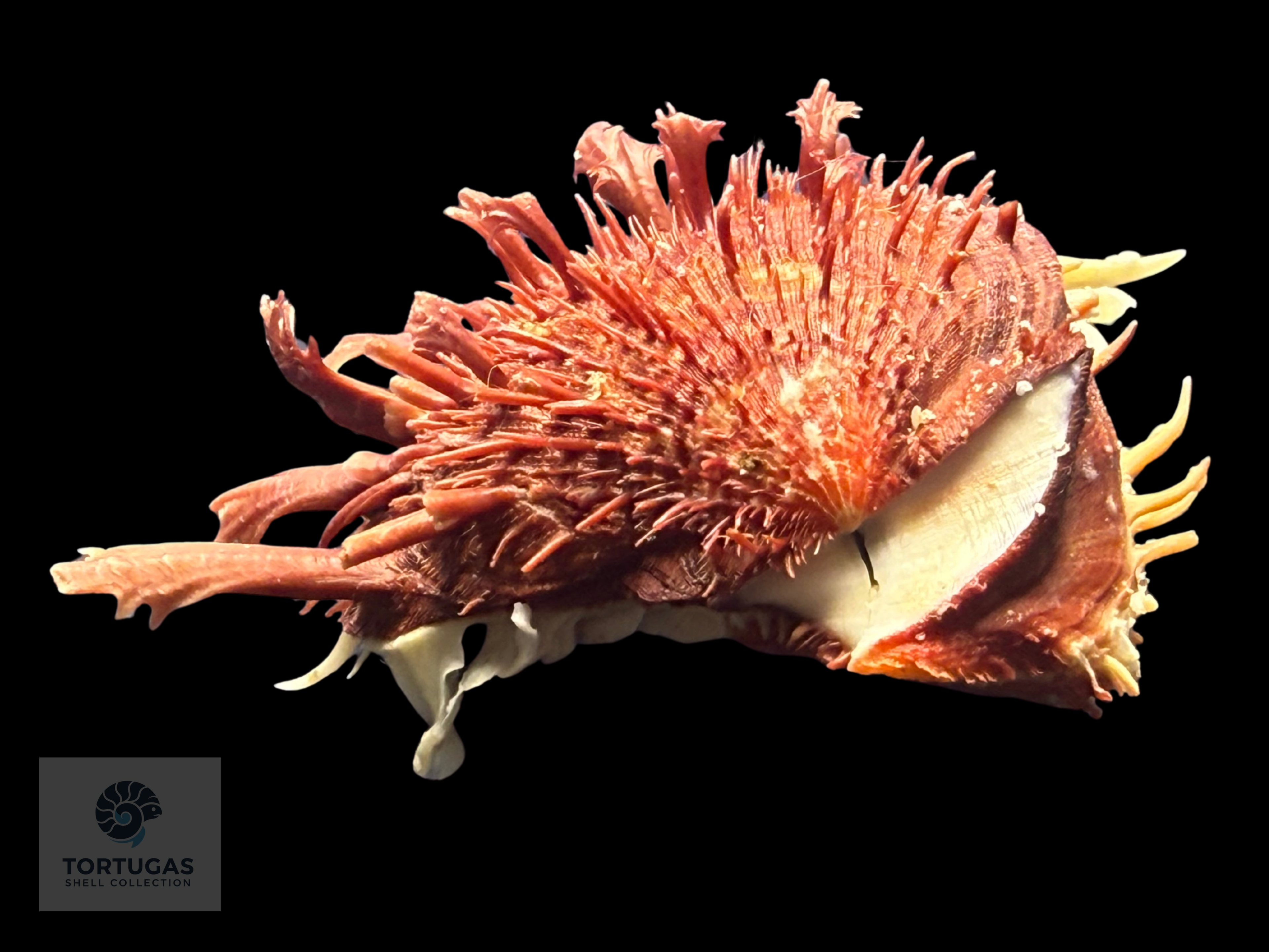 Spondylus tenuis – 81.2 mm – Panama City Beach, FL