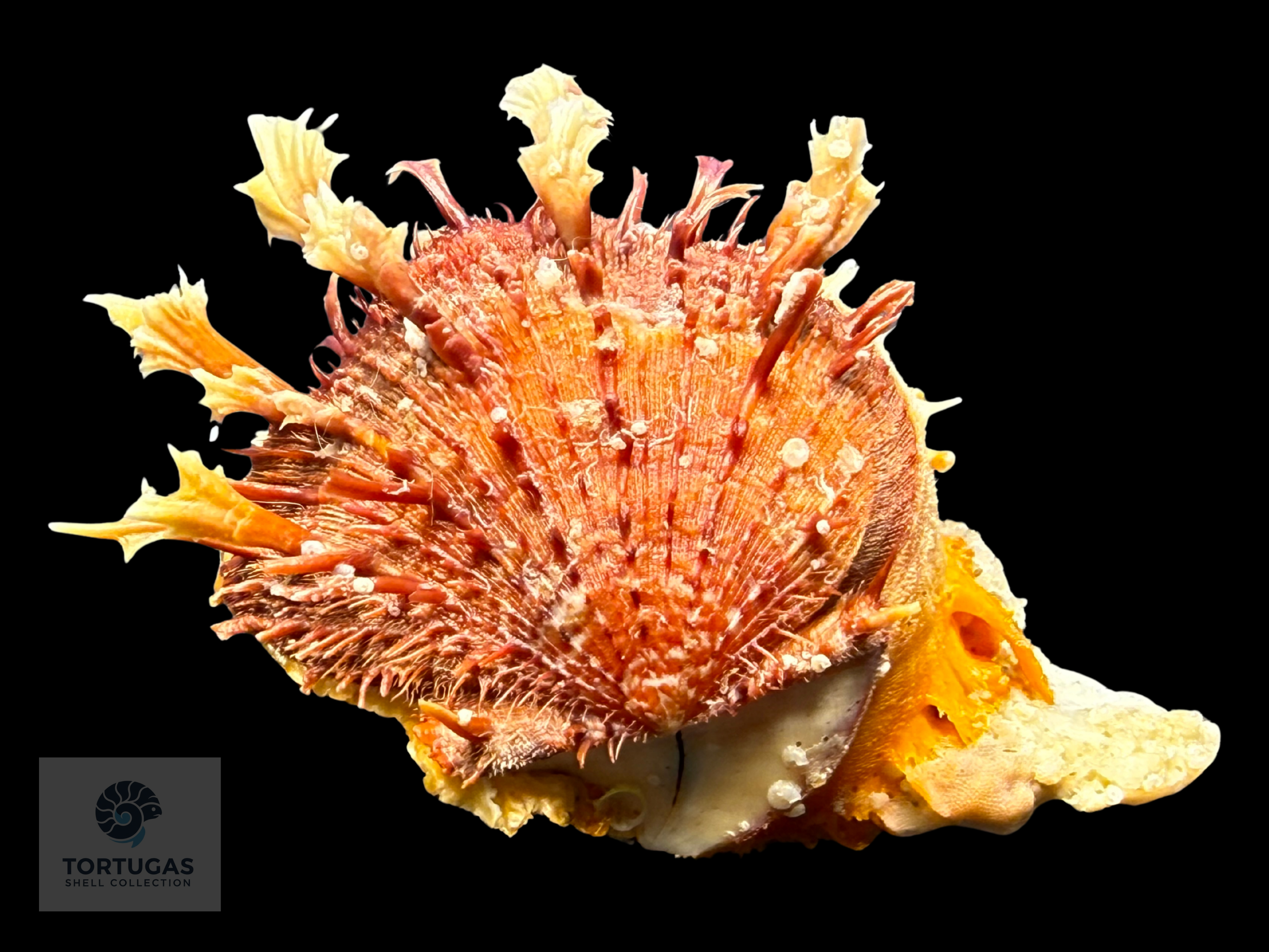 Spondylus tenuis – 57.0 mm – Panama City Beach, FL
