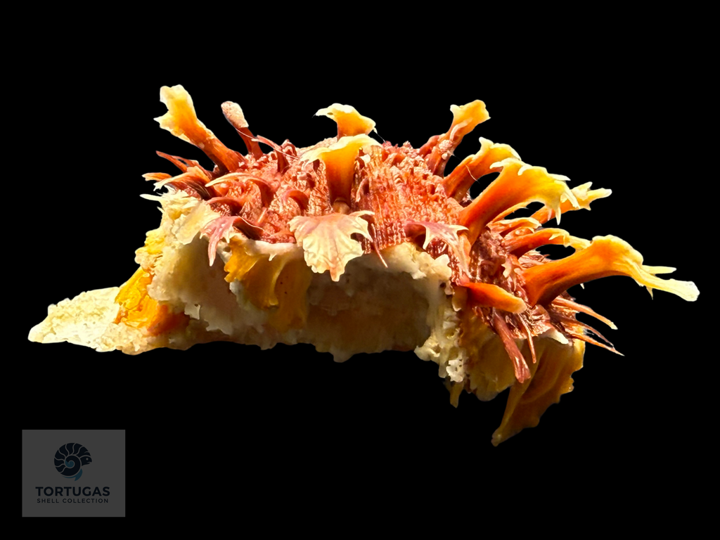 Spondylus tenuis – 57.0 mm – Panama City Beach, FL