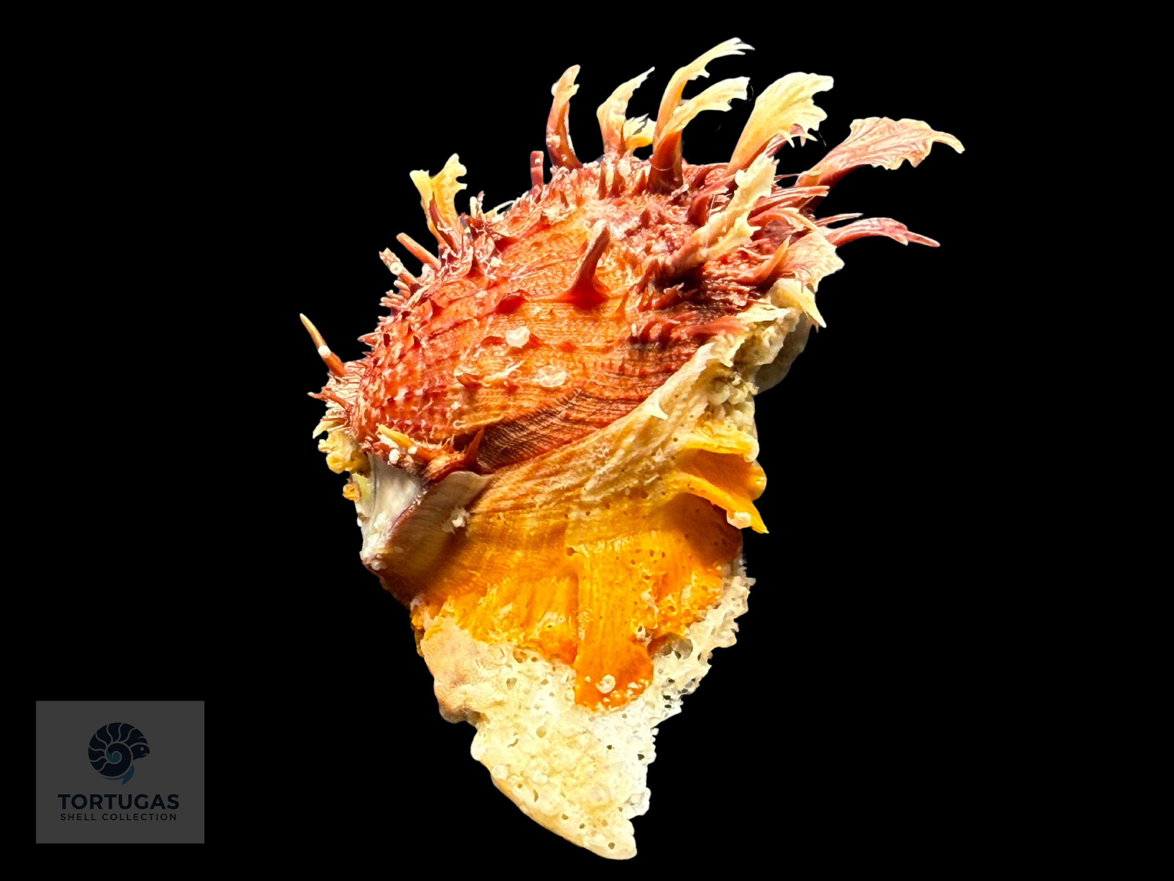 Spondylus tenuis – 57.0 mm – Panama City Beach, FL