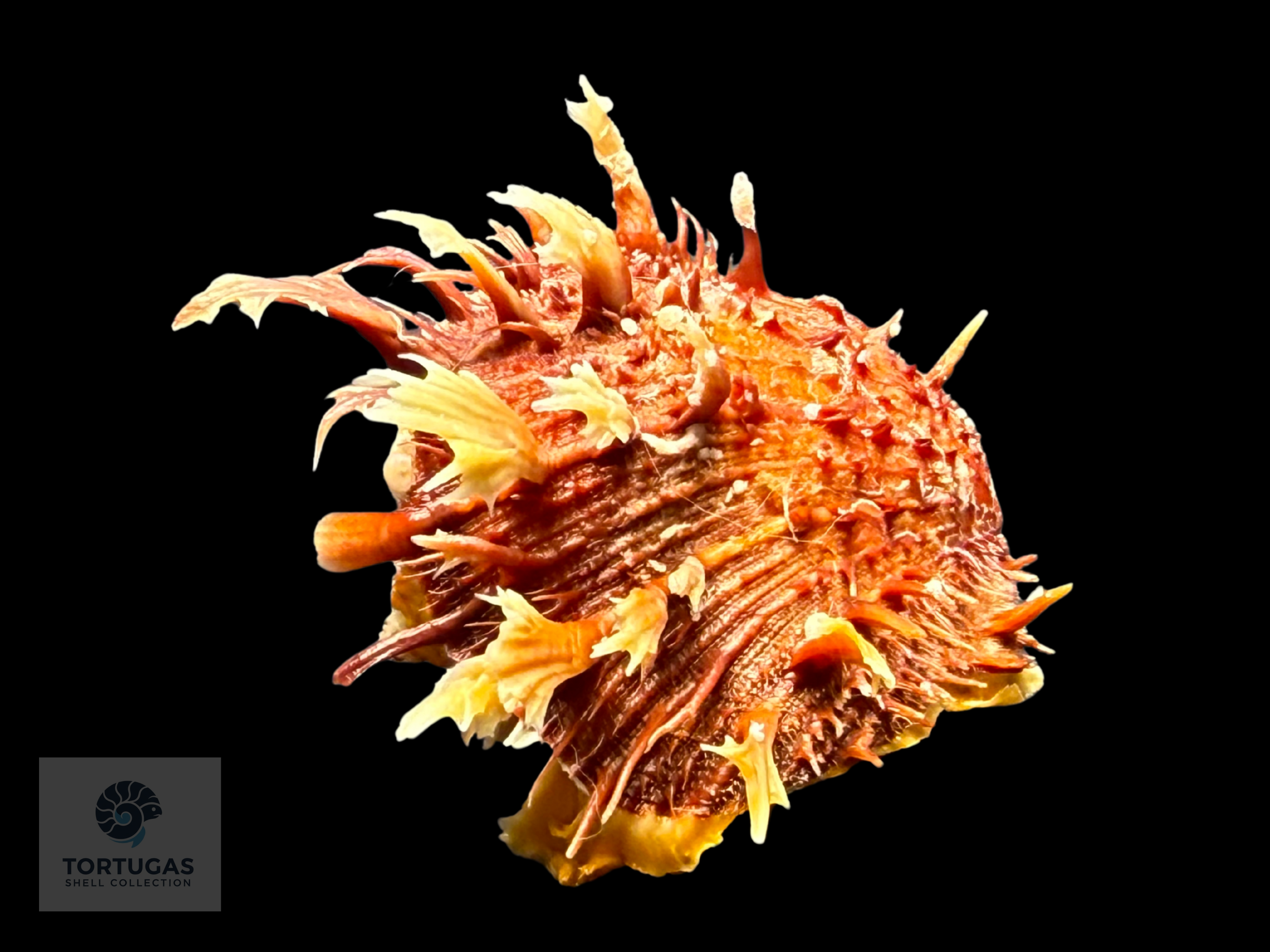 Spondylus tenuis – 57.0 mm – Panama City Beach, FL