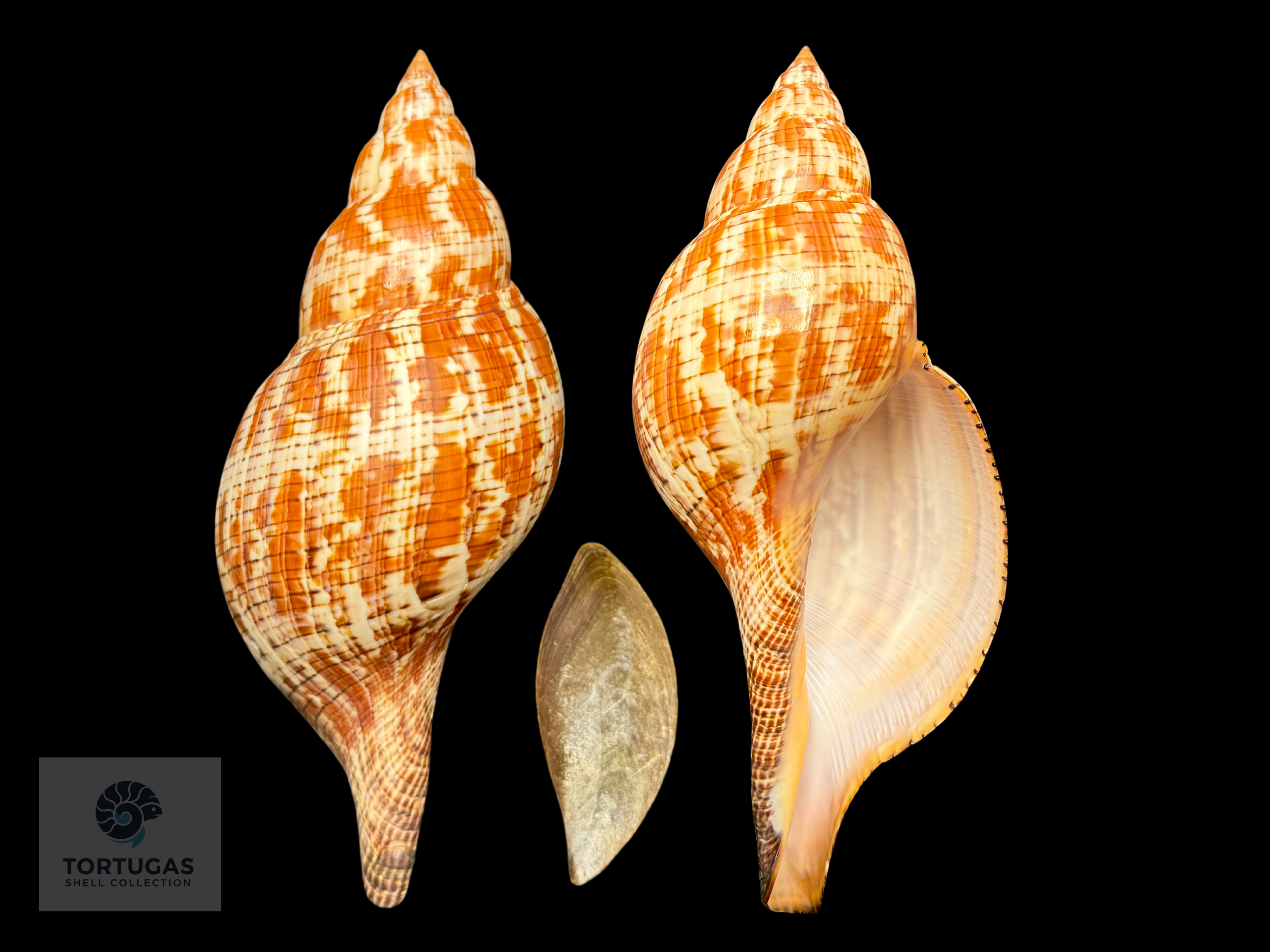 Fasciolaria tulipa – 190 mm (7.48”) – Key West, Florida – With Operculum
