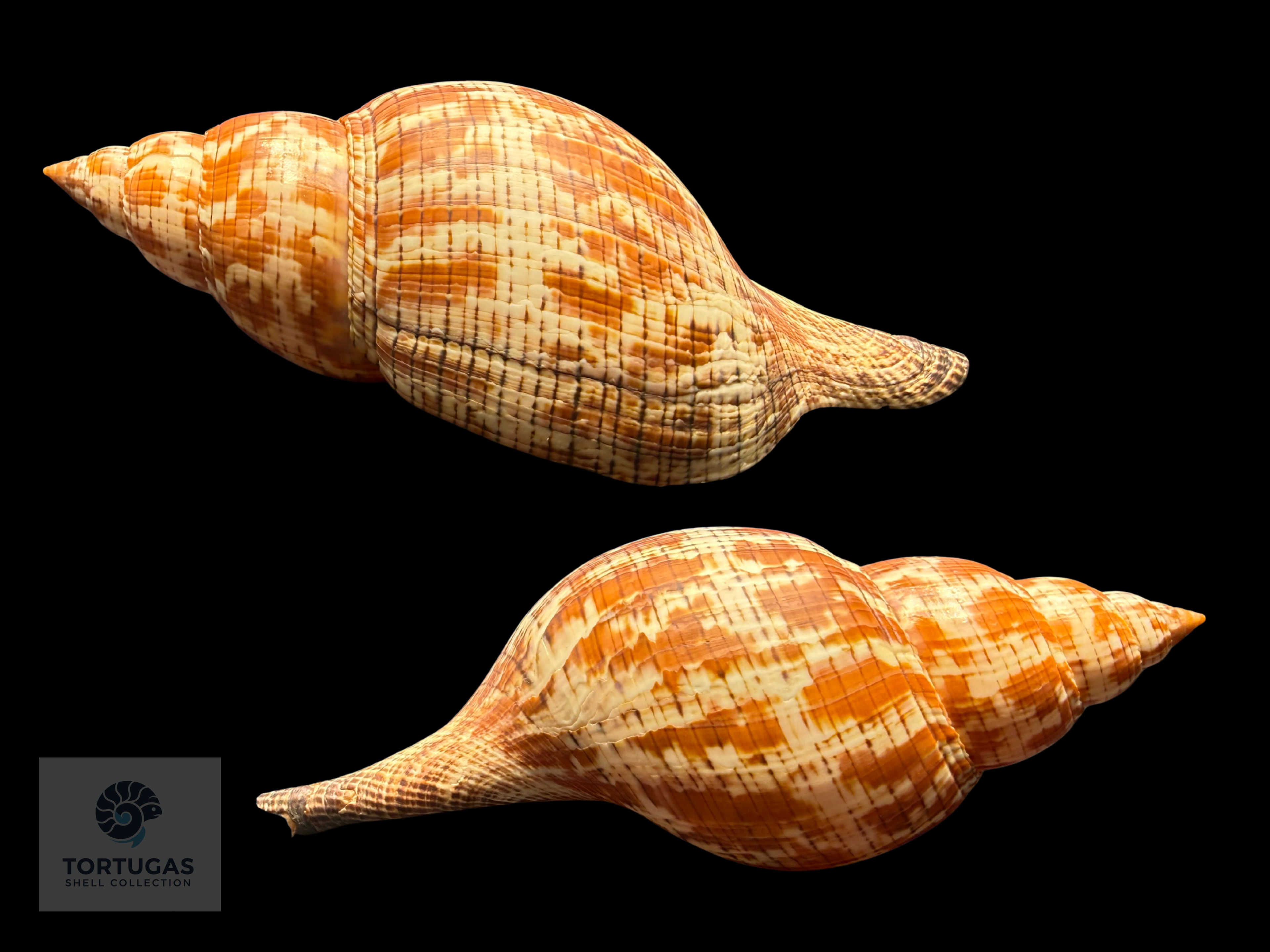 Fasciolaria tulipa – 190 mm (7.48”) – Key West, Florida – With Operculum