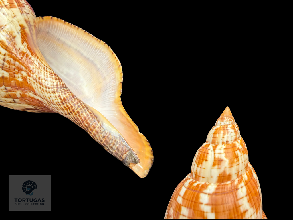 Fasciolaria tulipa – 190 mm (7.48”) – Key West, Florida – With Operculum