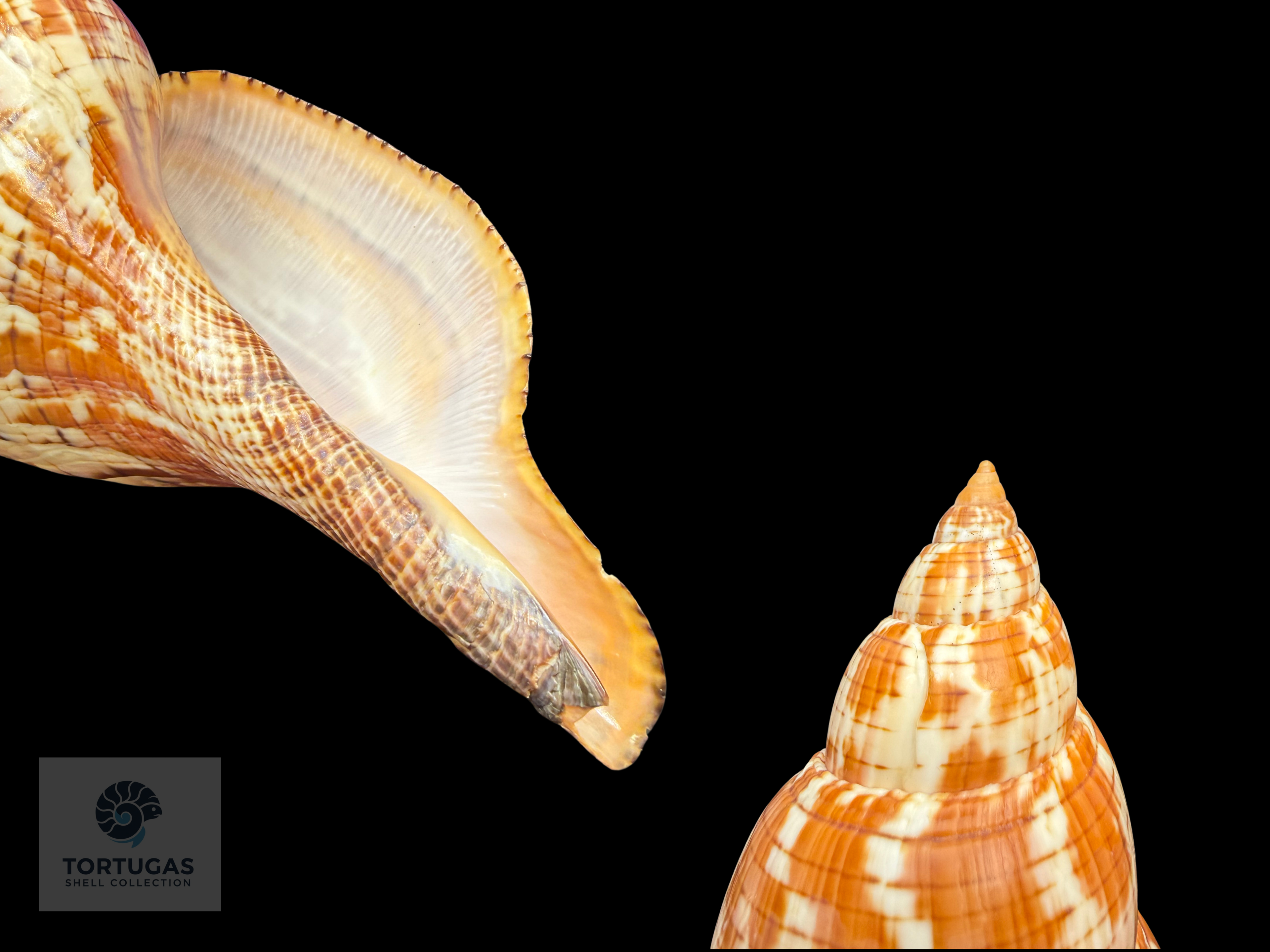 Fasciolaria tulipa – 190 mm (7.48”) – Key West, Florida – With Operculum