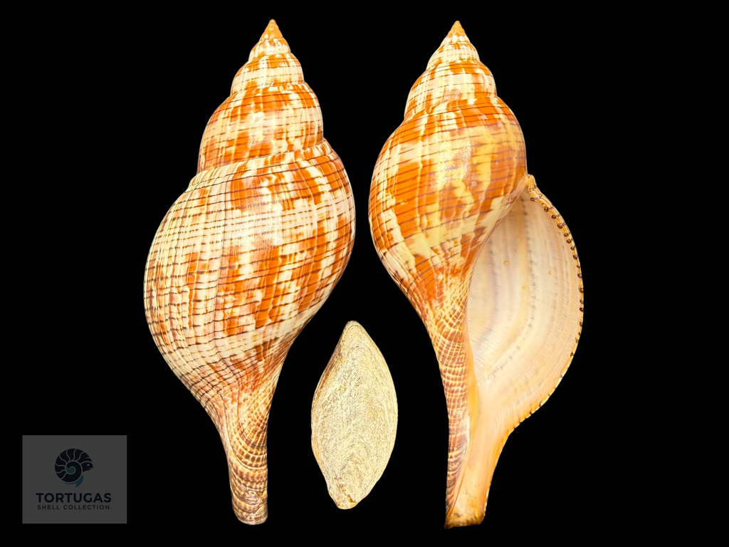 Fasciolaria tulipa – 190 mm (7.48”) – Key West, Florida – With Operculum
