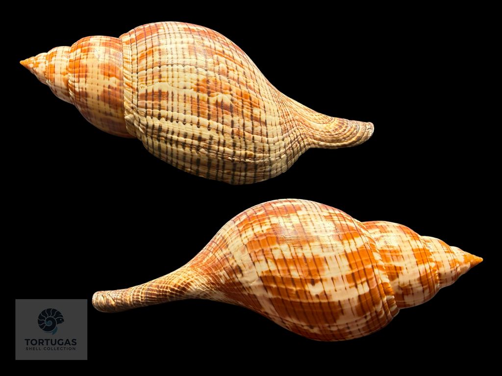 Fasciolaria tulipa – 190 mm (7.48”) – Key West, Florida – With Operculum