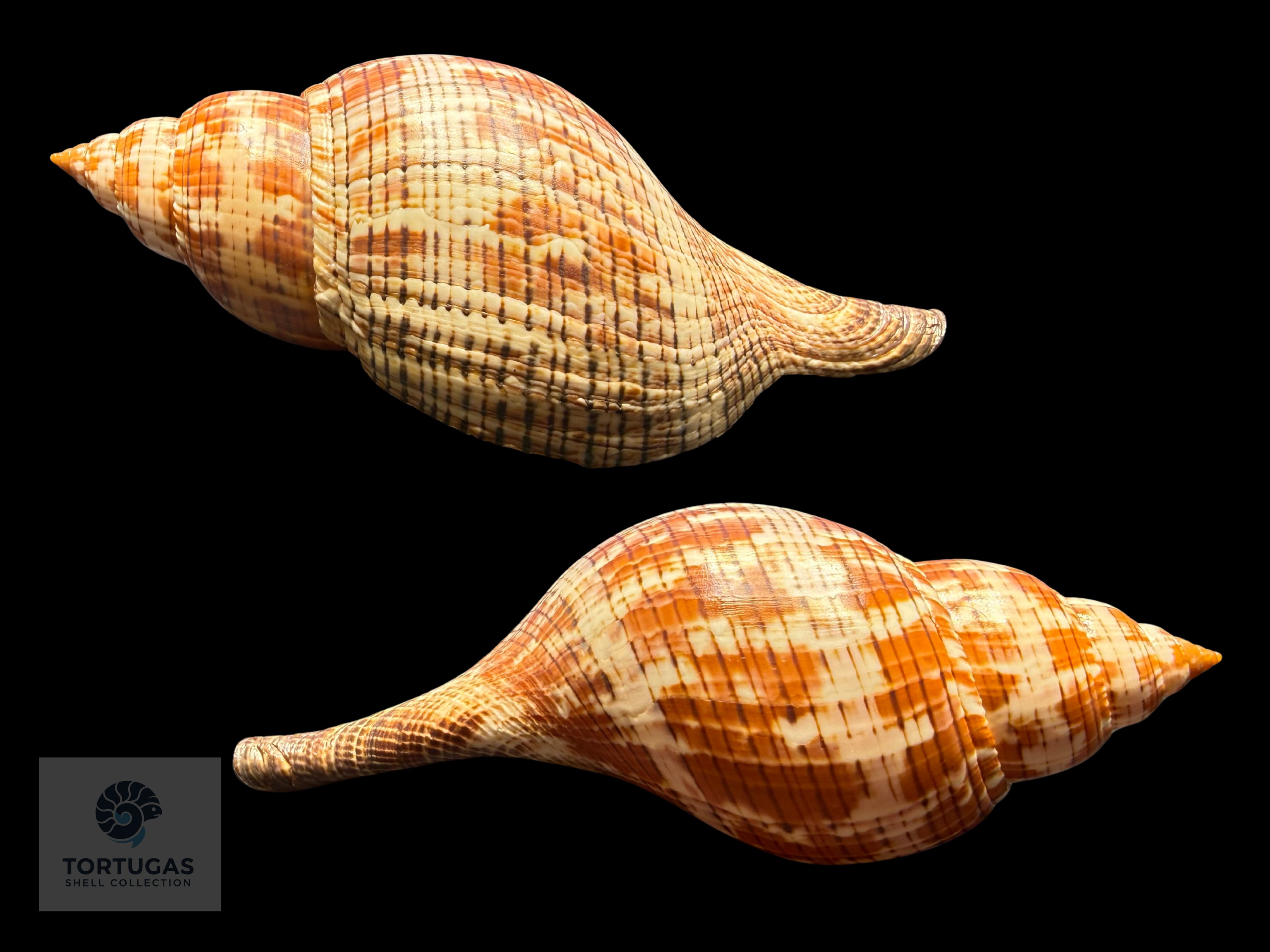 Fasciolaria tulipa – 190 mm (7.48”) – Key West, Florida – With Operculum