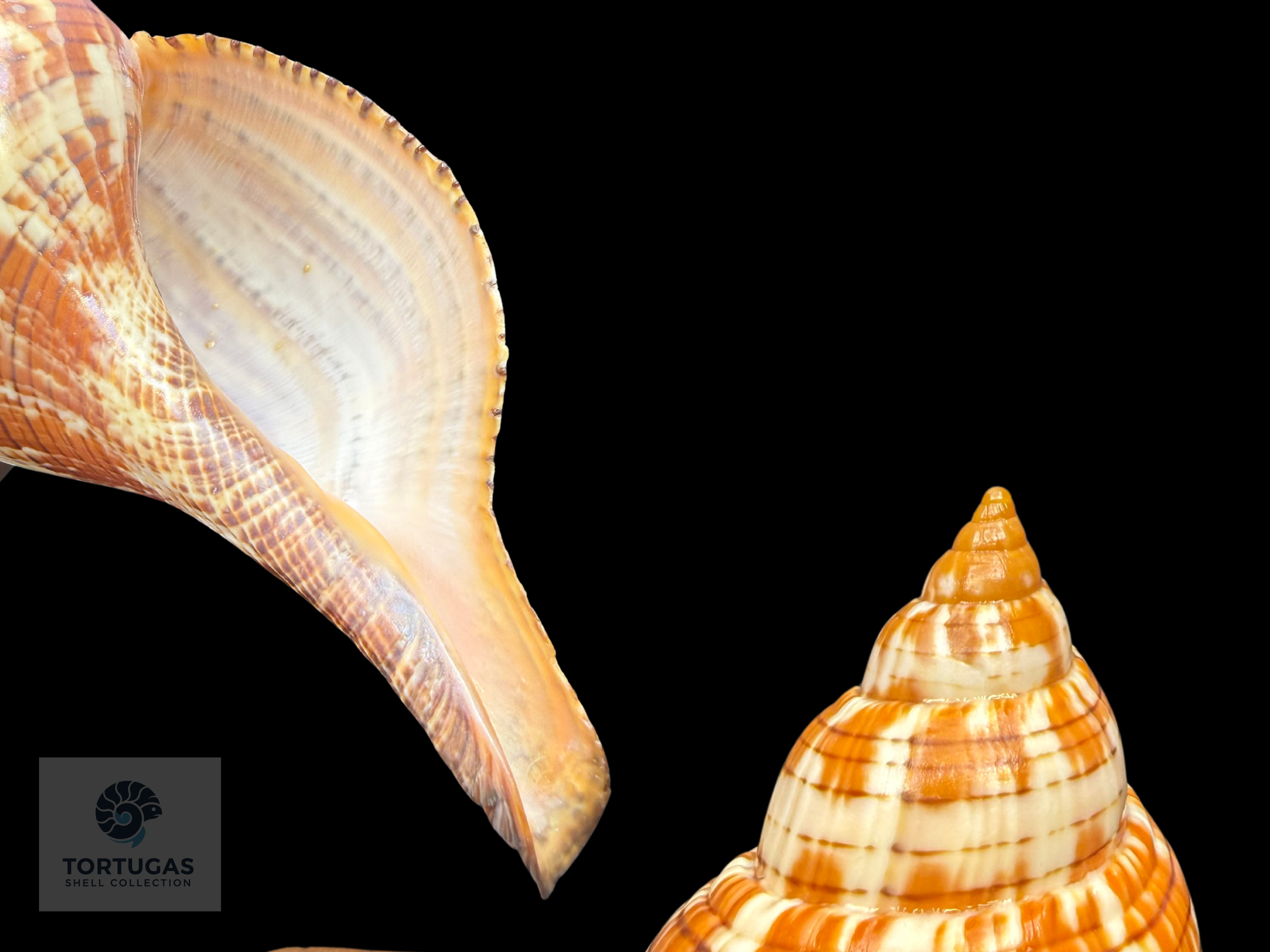 Fasciolaria tulipa – 190 mm (7.48”) – Key West, Florida – With Operculum