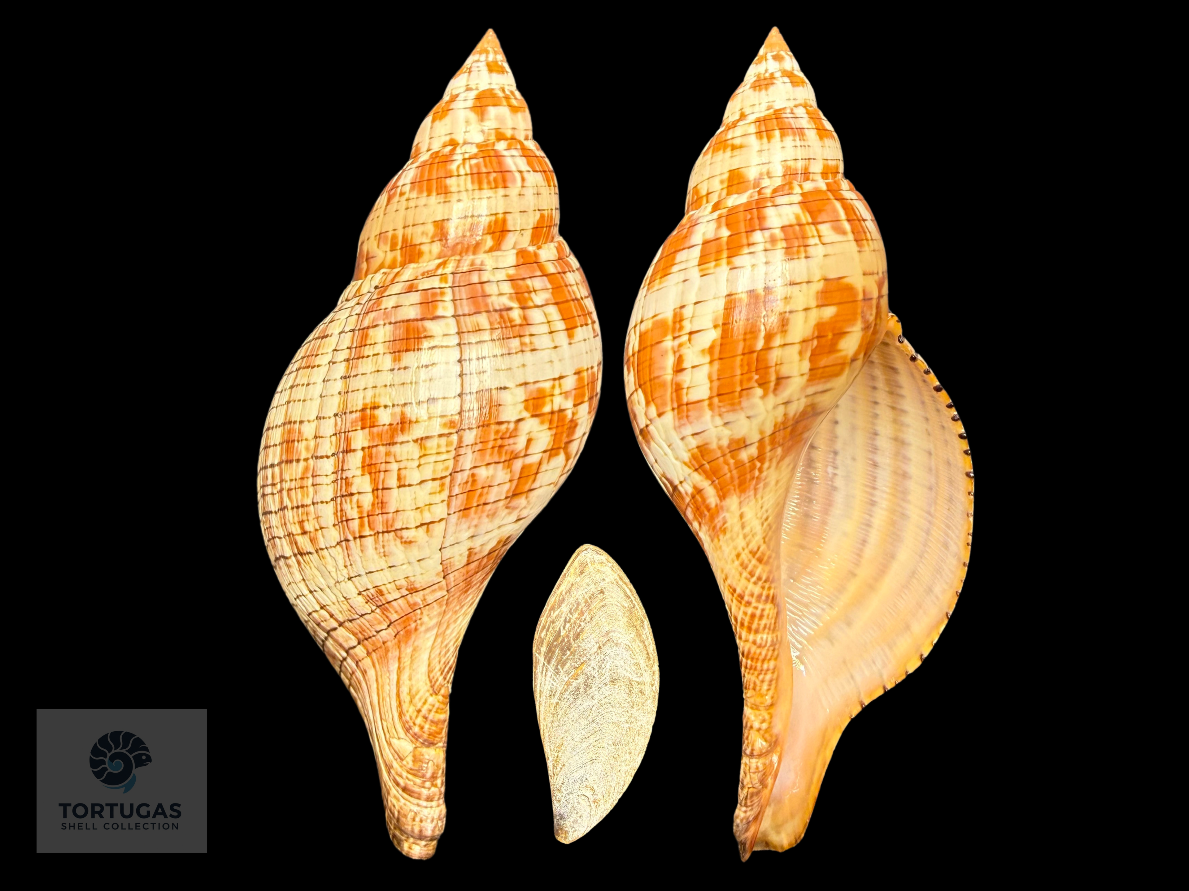 Fasciolaria tulipa – 178 mm (7.01”) – Key West, Florida – With Operculum